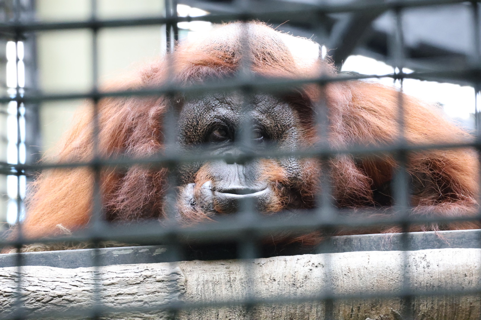 Bornean orangutan (Pongo pygmaeus)