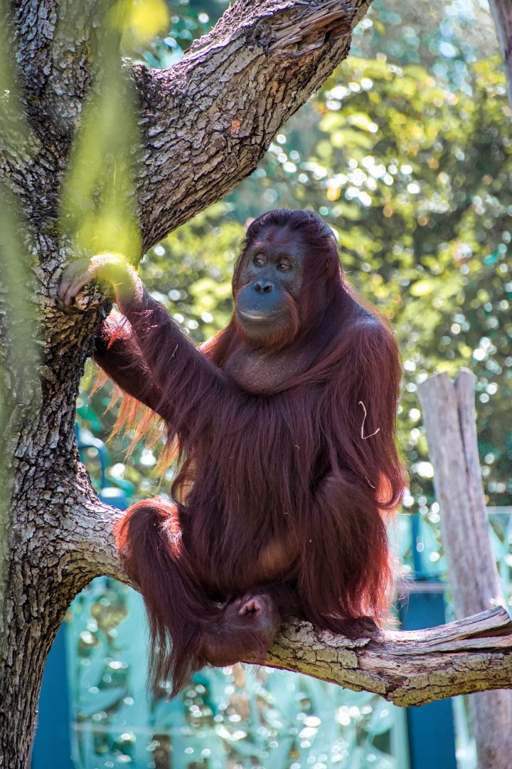Bornean orangutan (Pongo pygmaeus)