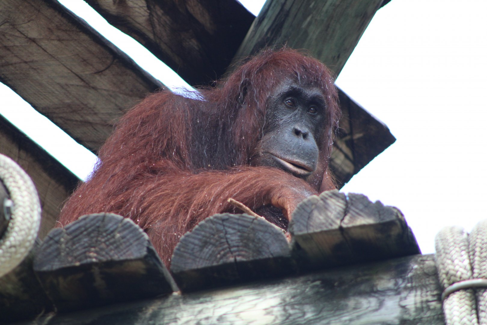 Bornean Orangutan (Pongo pygmaeus)