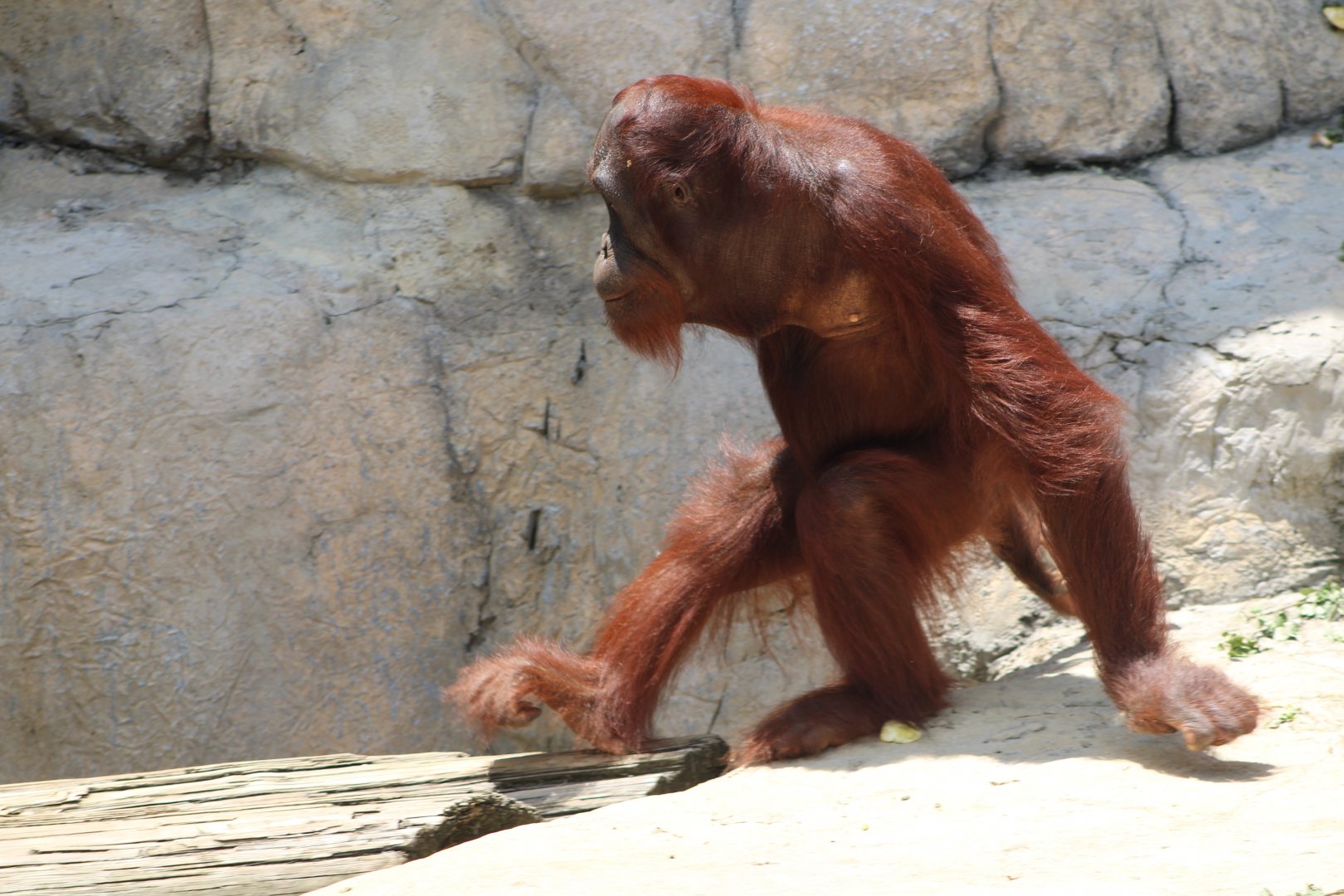 Bornean Orangutan (Pongo pygmaeus)