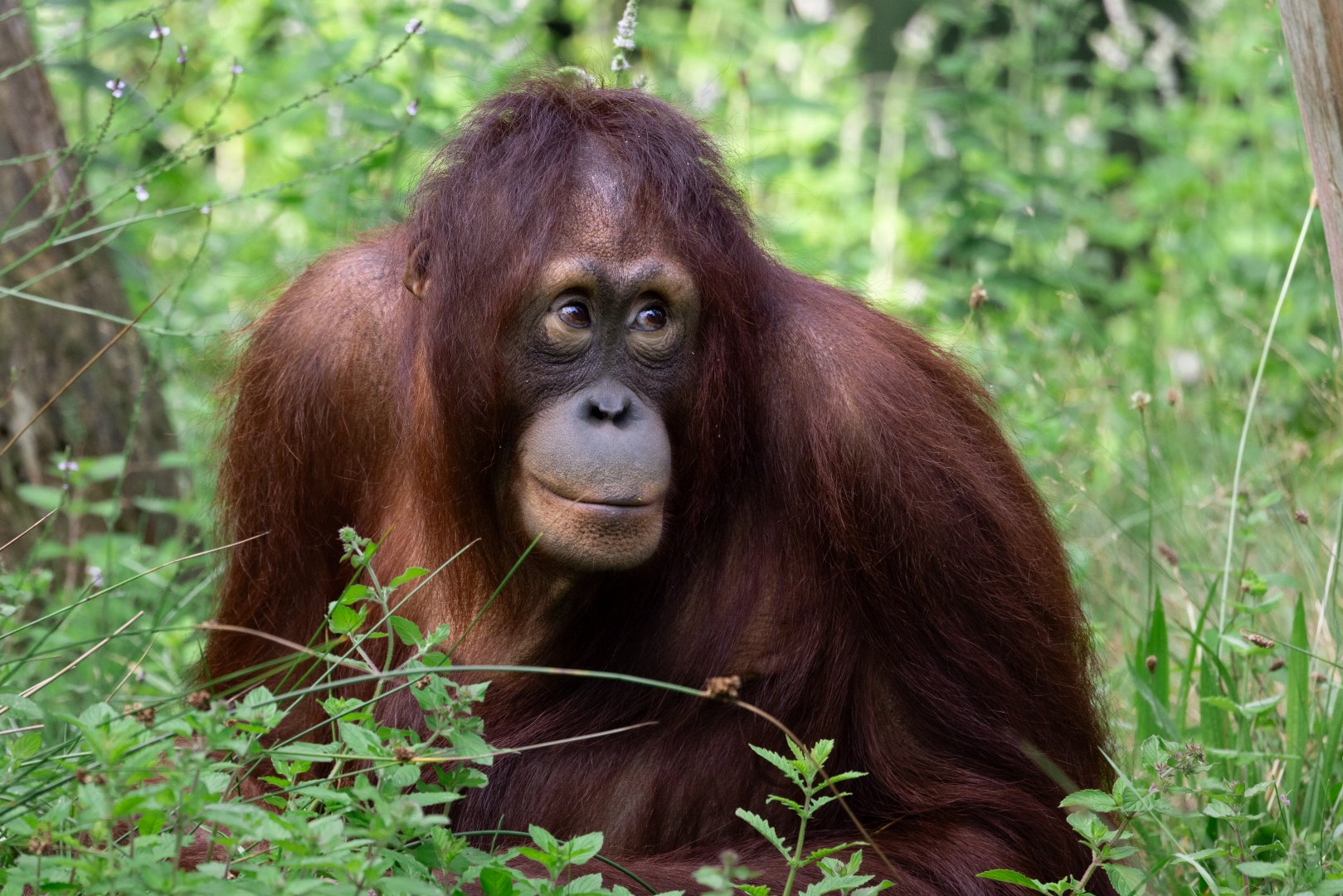Bornean Orangutan (Pongo pygmaeus)