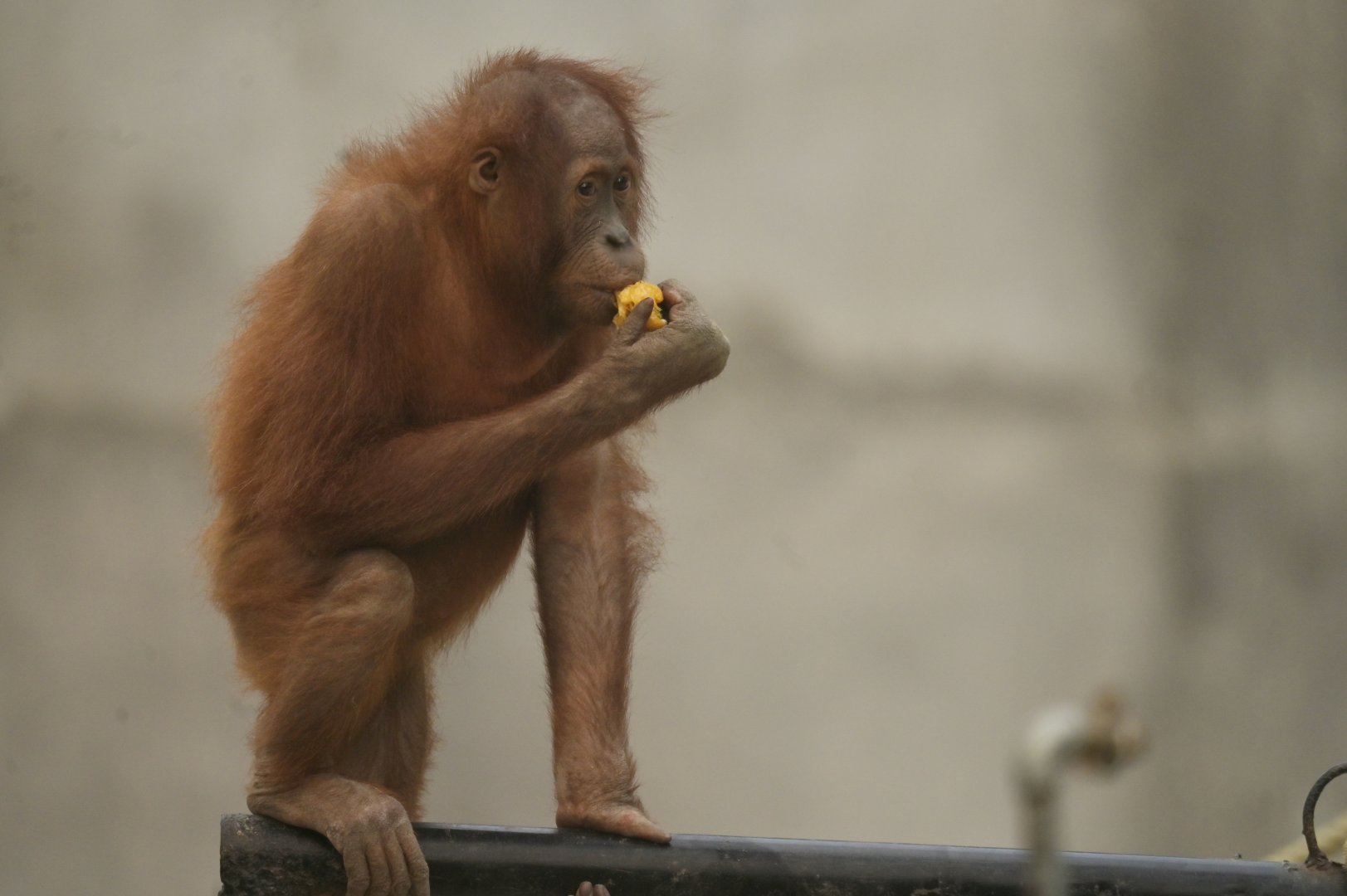 Bornean orangutan Pongo Pygmaeus