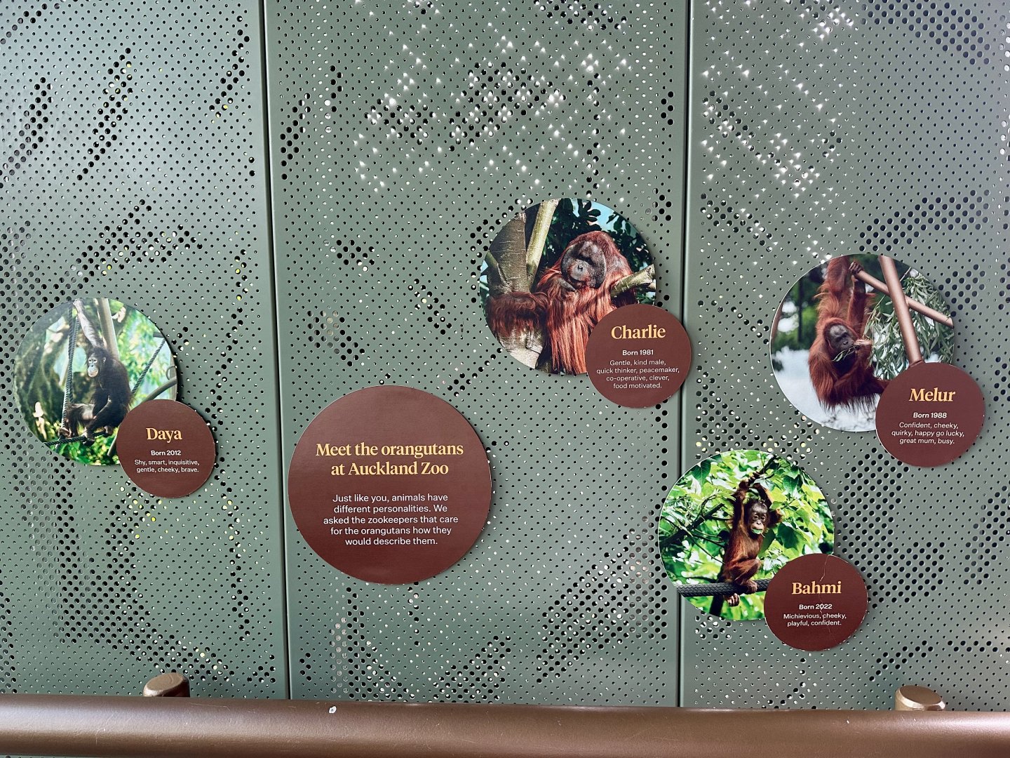 Bornean Orangutan Profiles