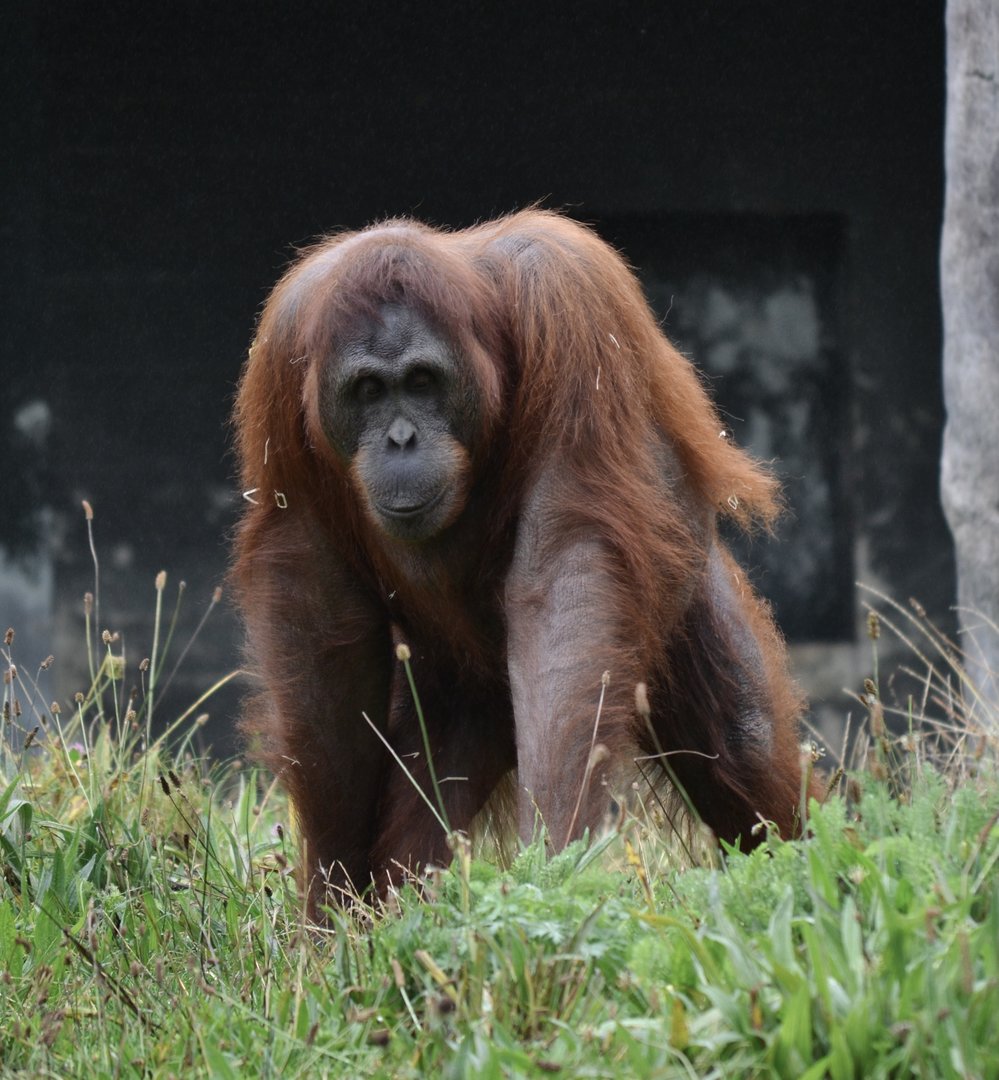 Bornean Orangutan - Sept 2022
