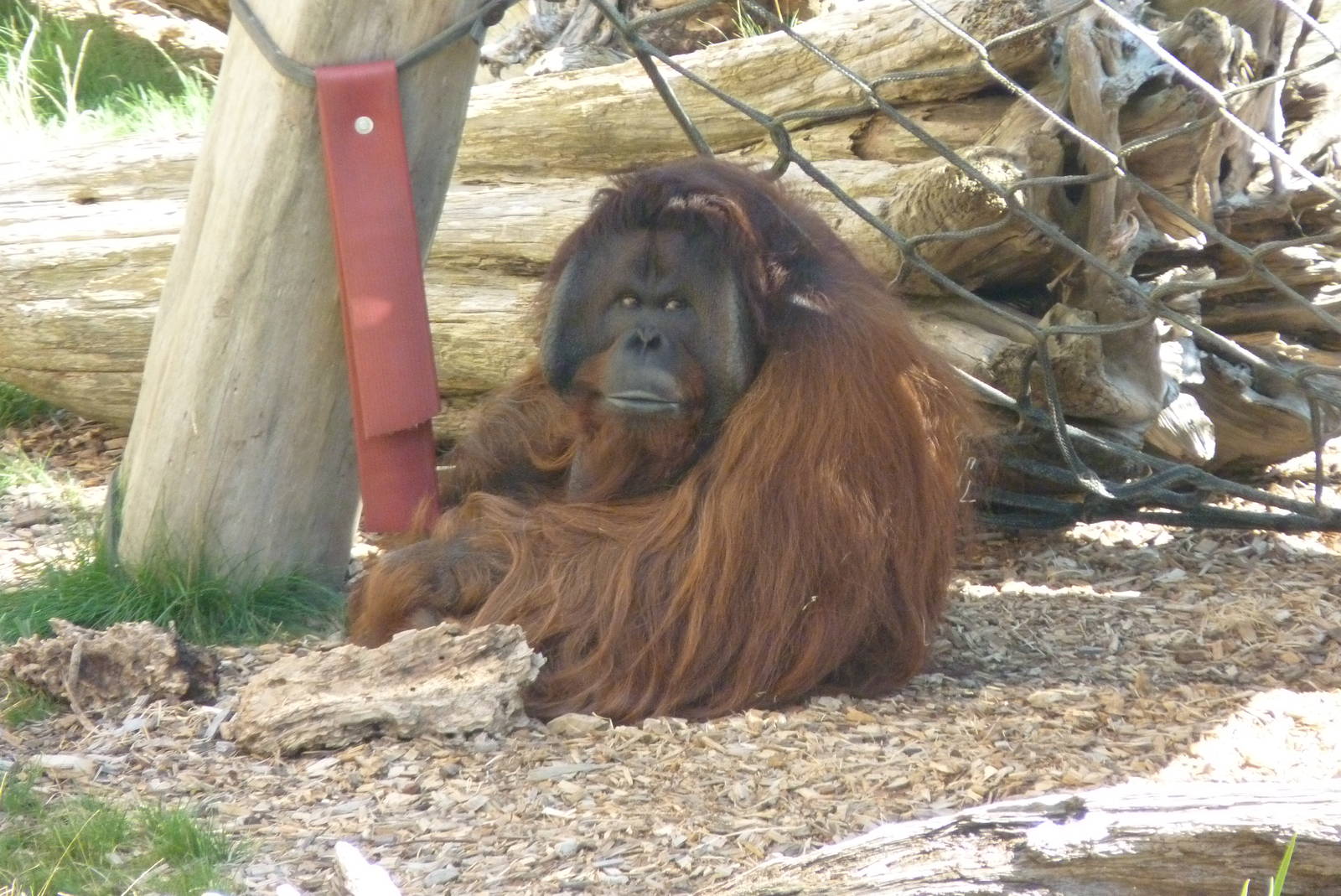 Bornean Orangutan, September 2016