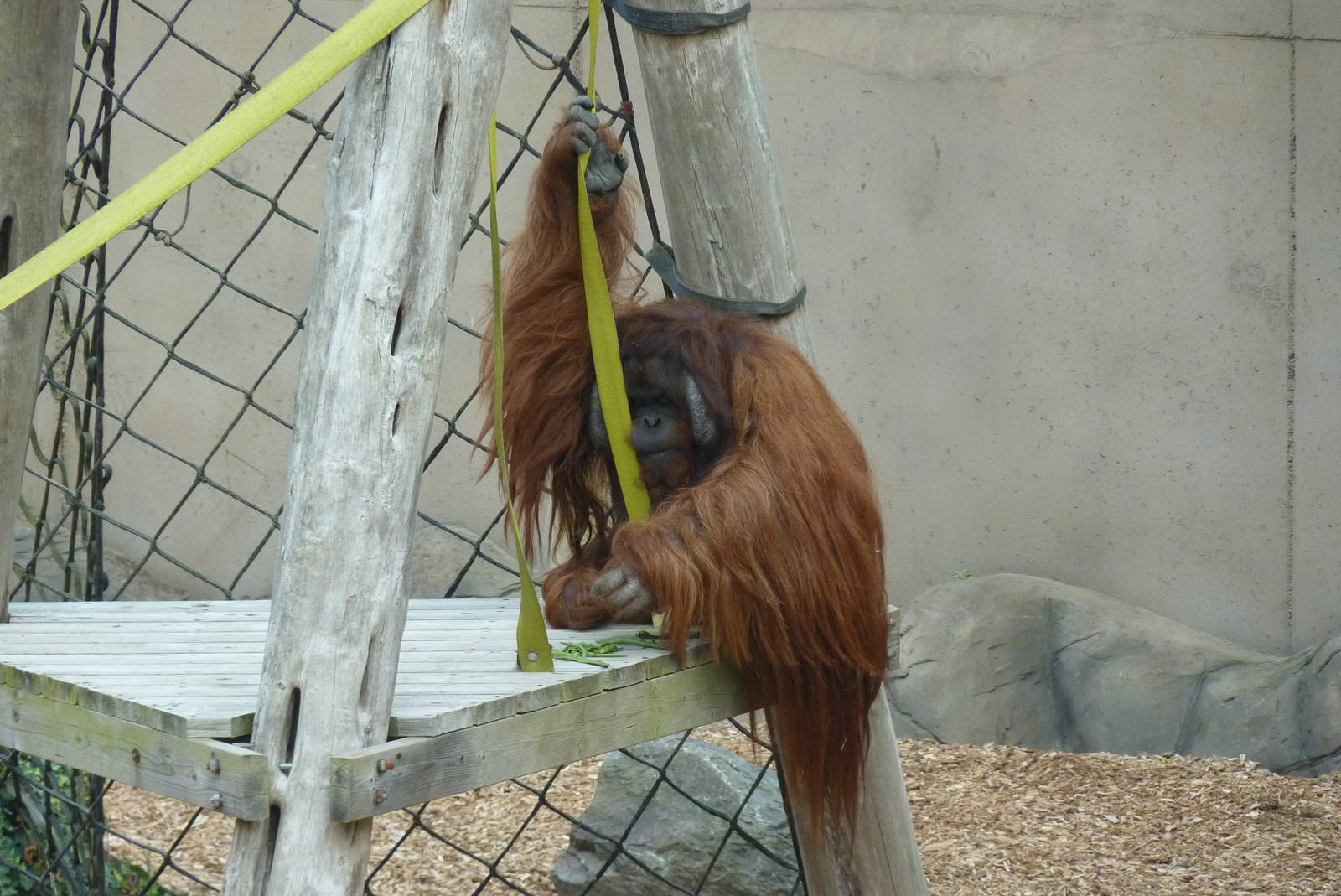 Bornean Orangutan, September, 2016