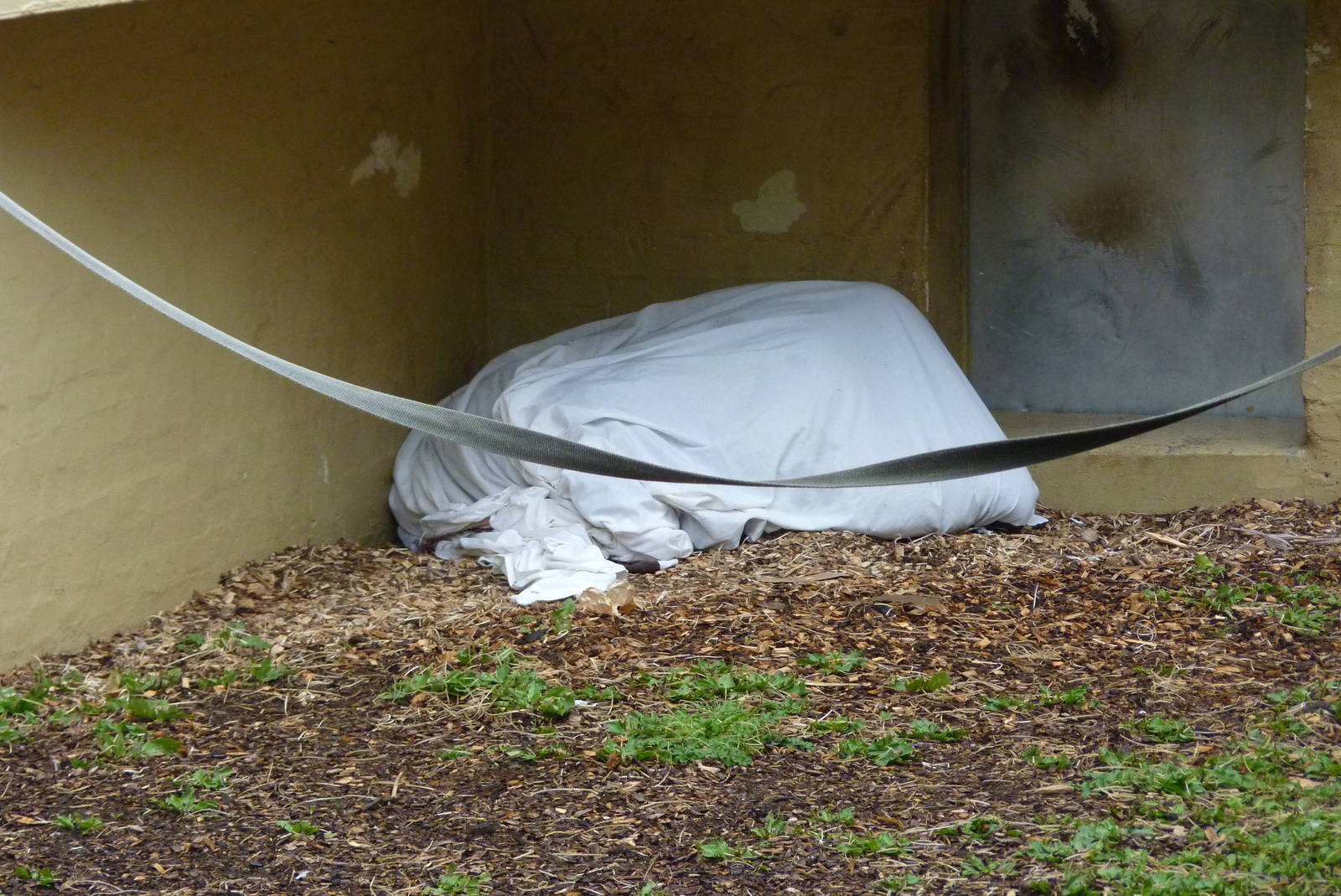 Bornean Orangutan, September 2016