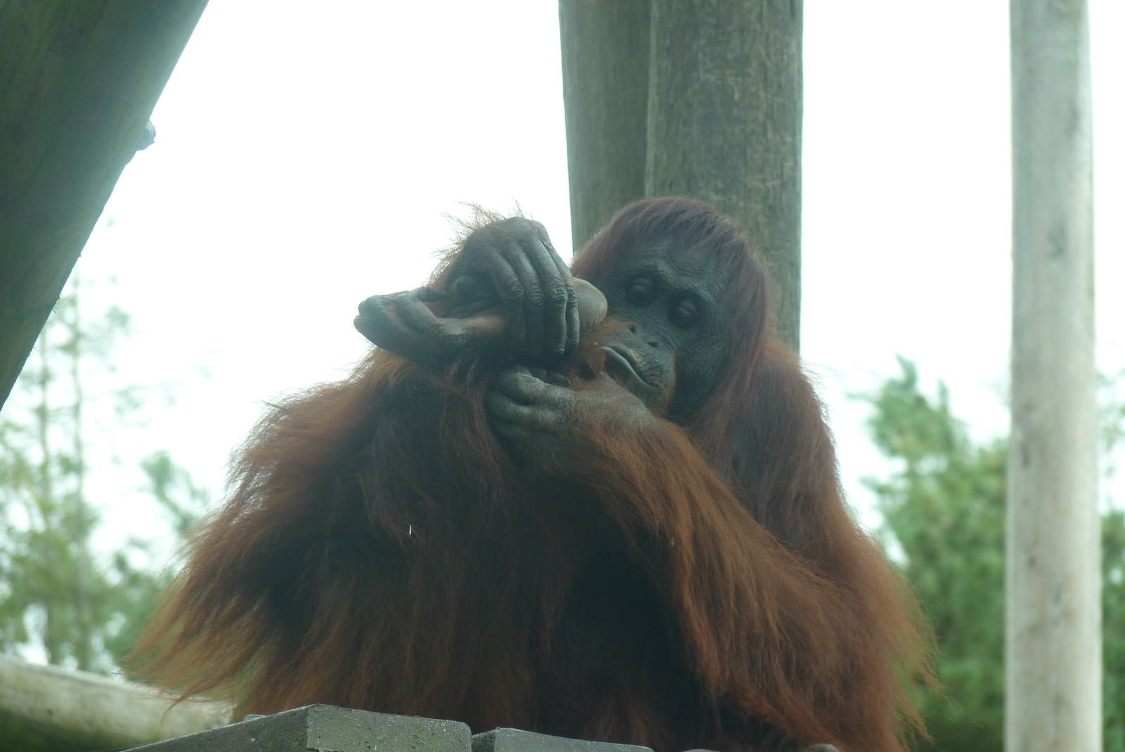 Bornean Orangutan, September 2016