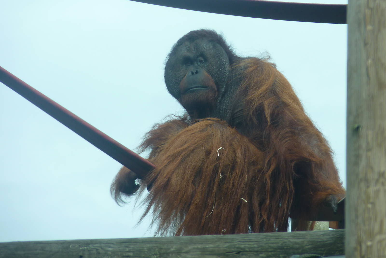 Bornean Orangutan, September 2016