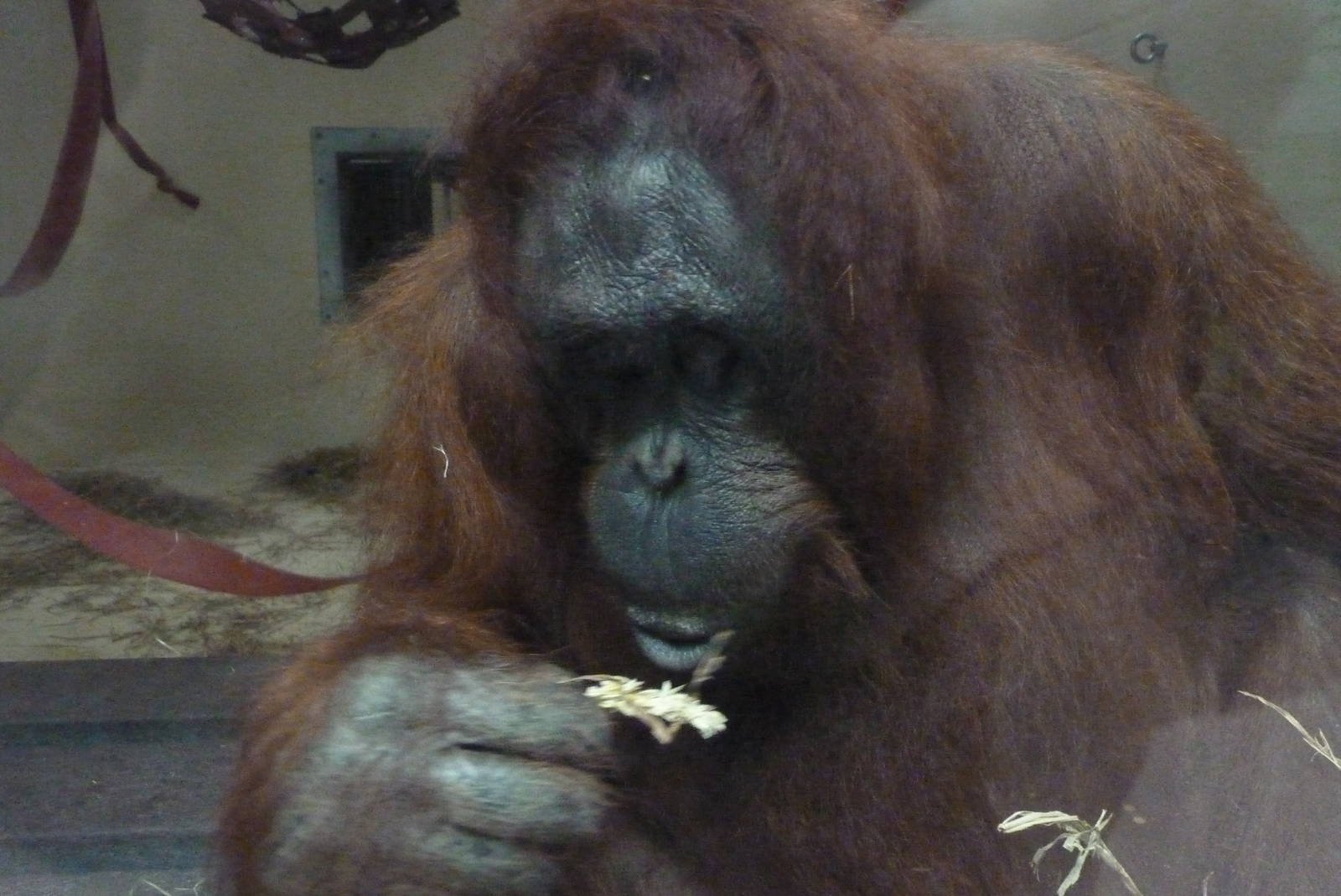 Bornean Orangutan, September 2016