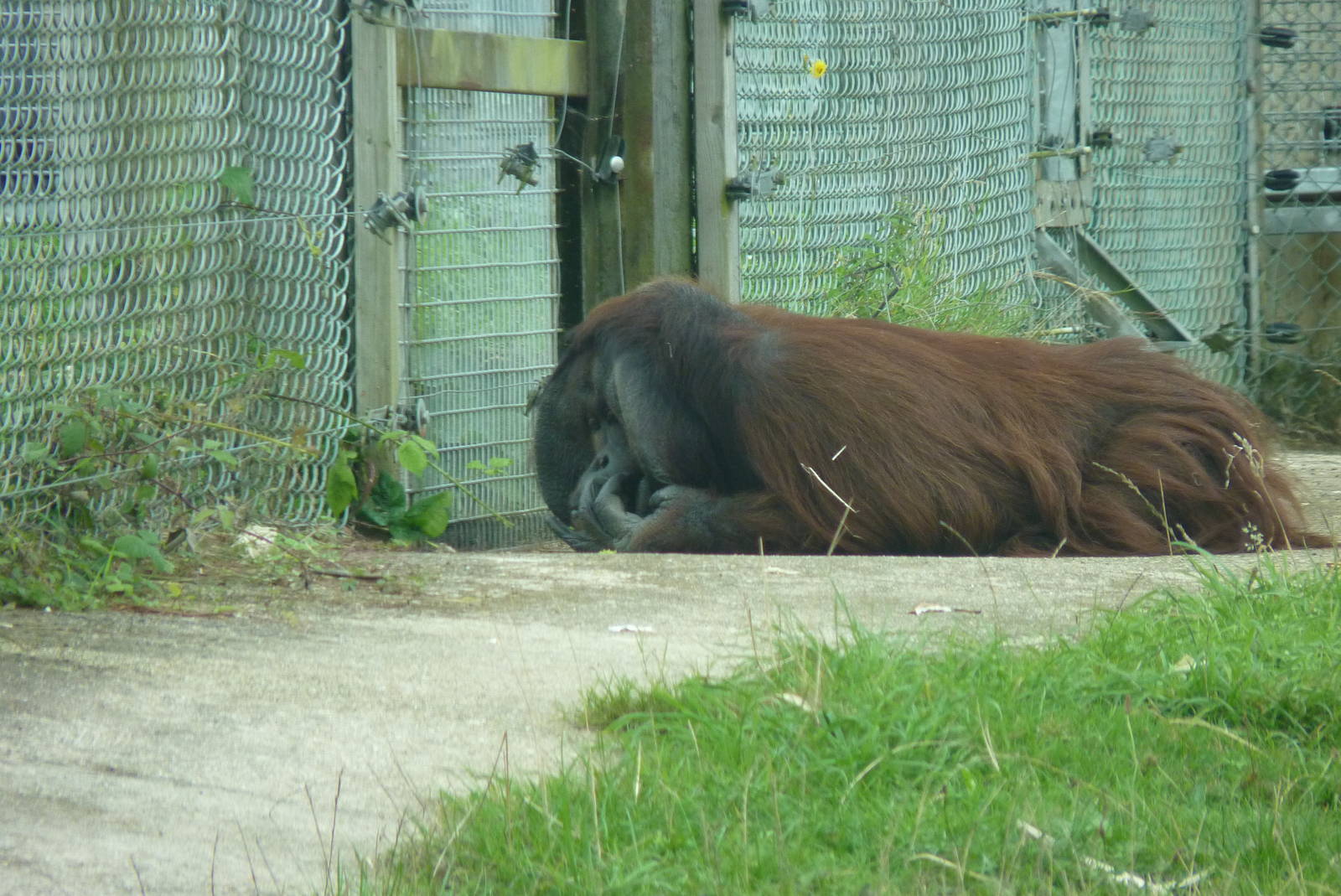 Bornean Orangutan, September 2016