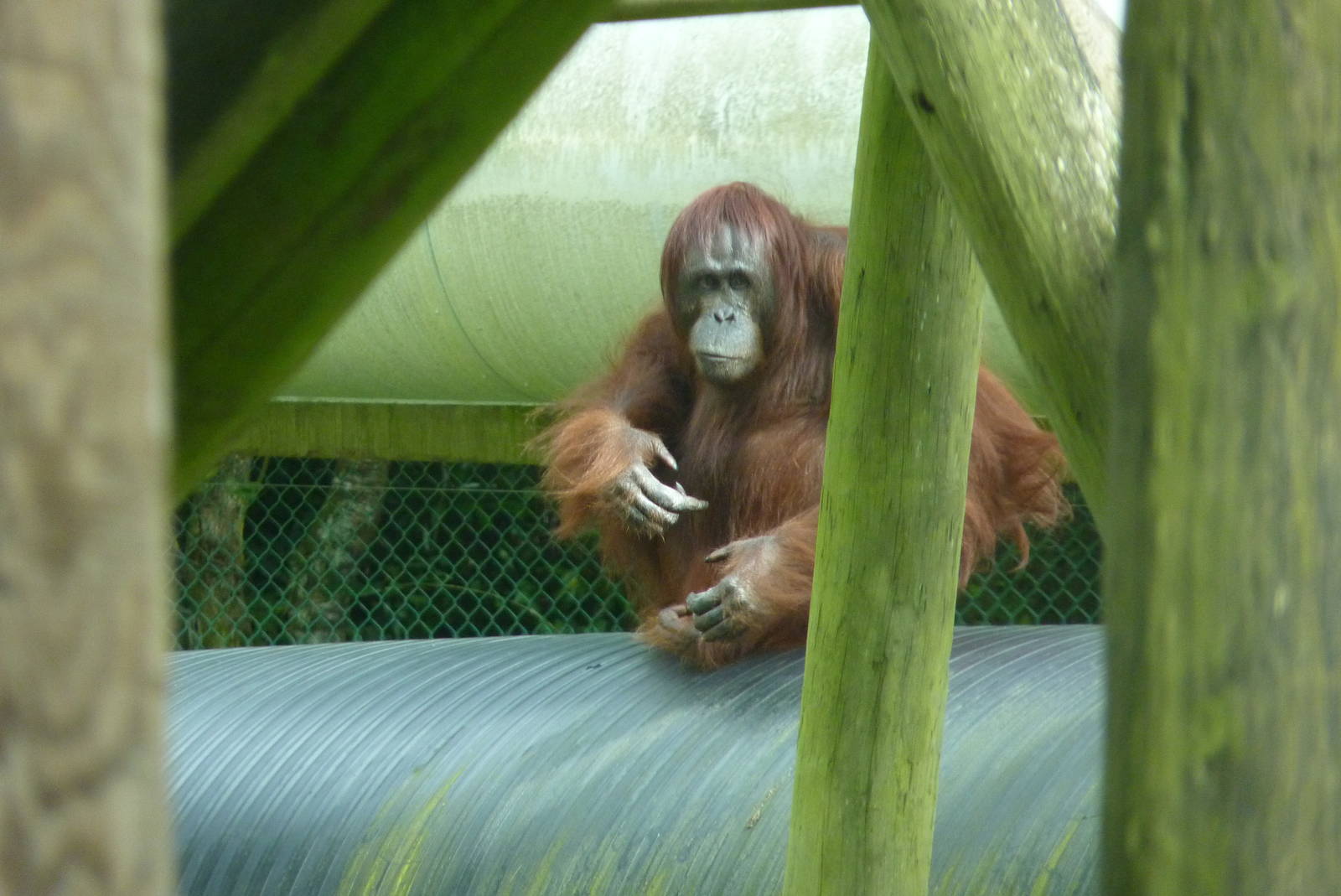 Bornean Orangutan, September 2016
