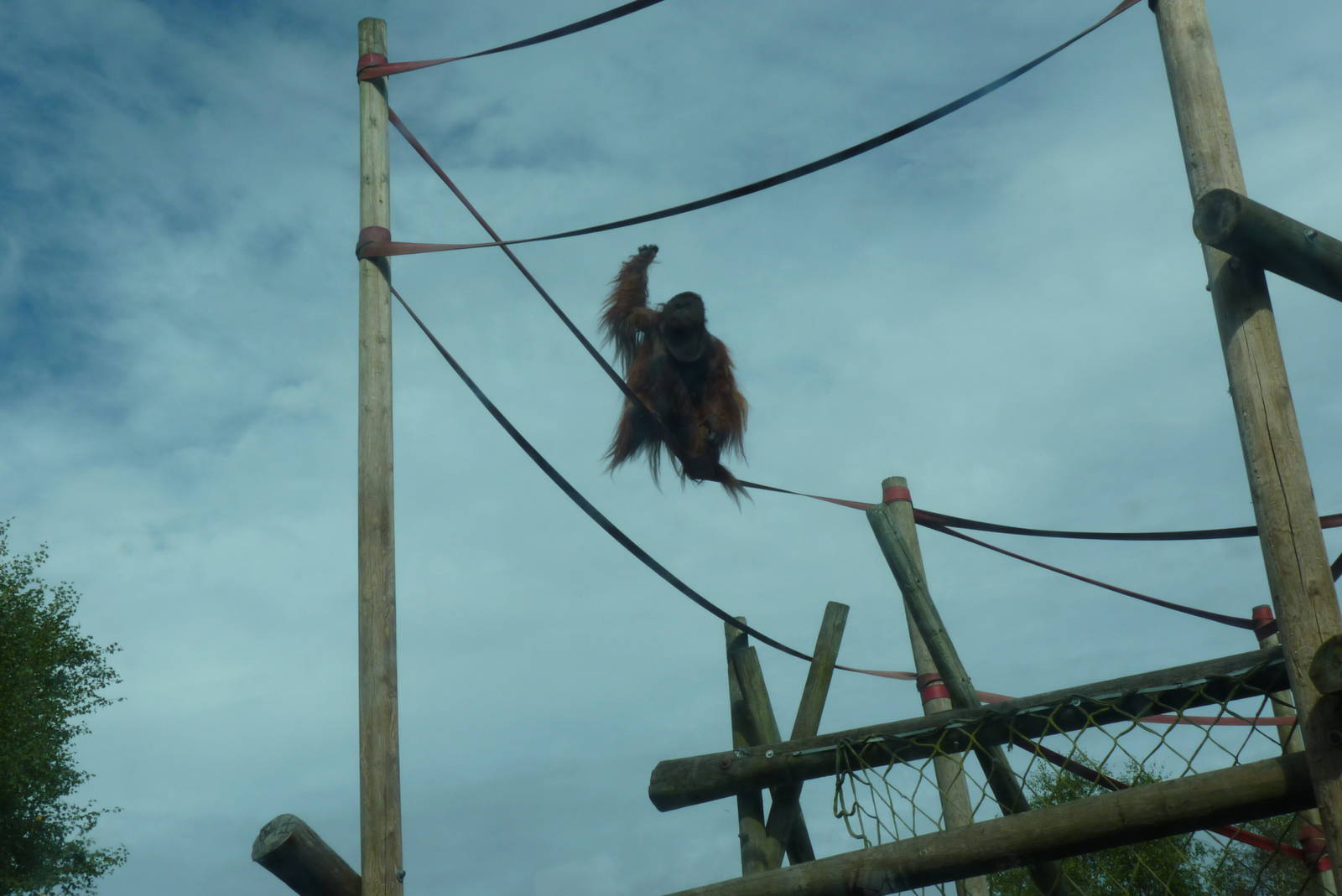 Bornean Orangutan, September 2016