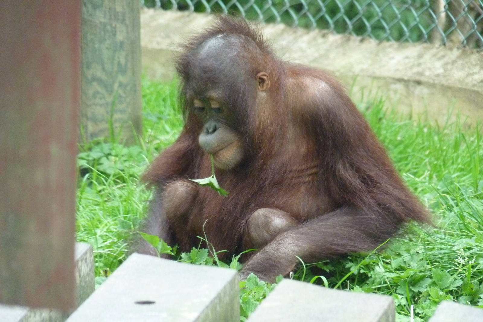 Bornean Orangutan, September 2016
