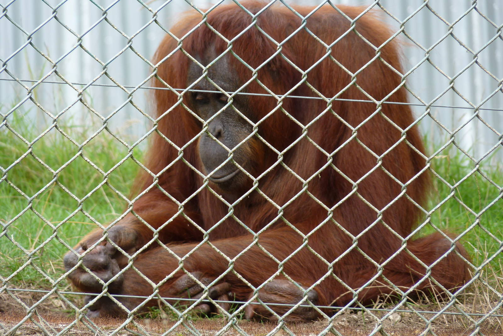 Bornean Orangutan, September 2016