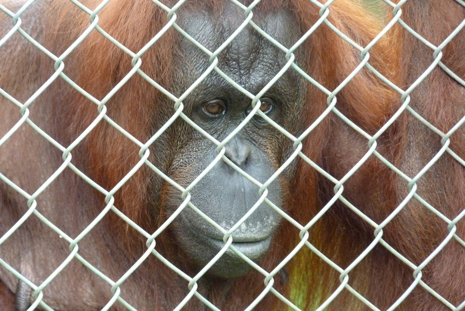 Bornean Orangutan, September 2016