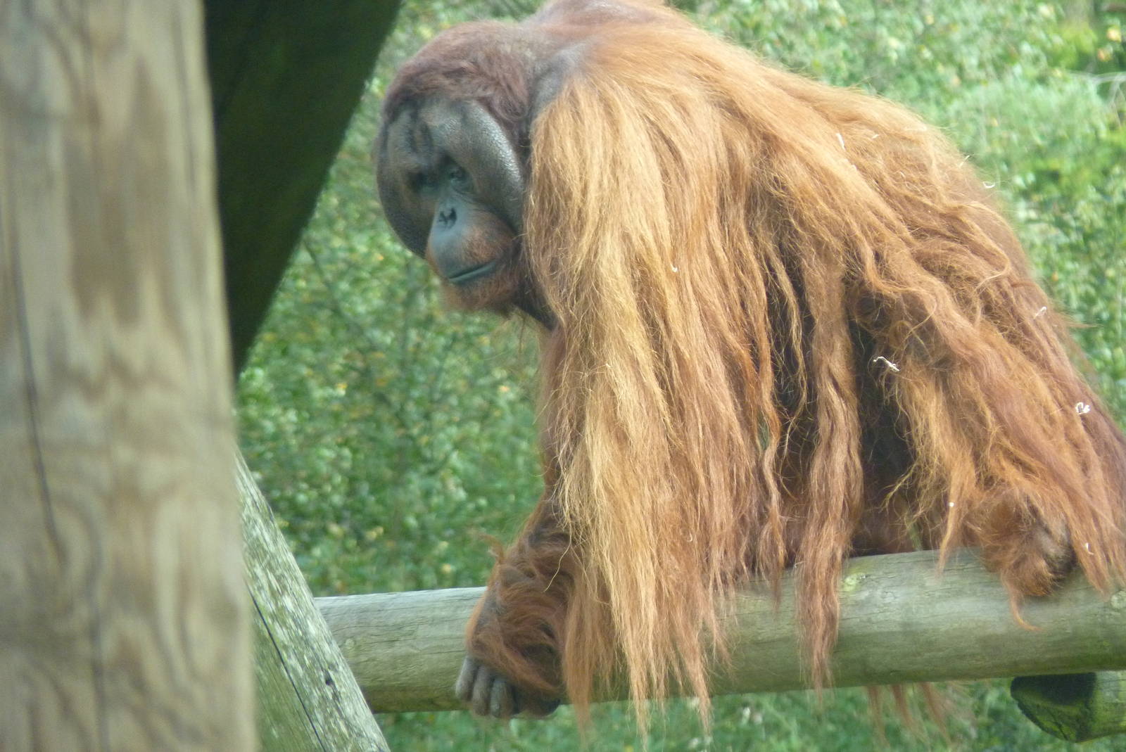 Bornean Orangutan, September 2016