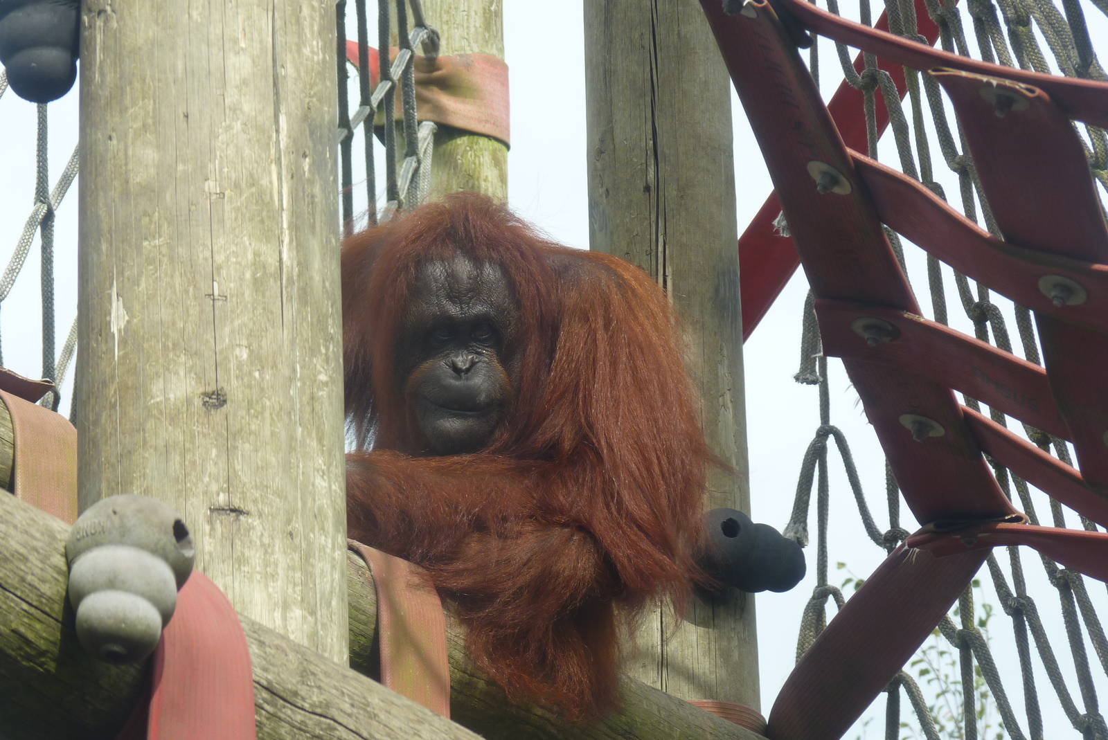 Bornean Orangutan, September 2016