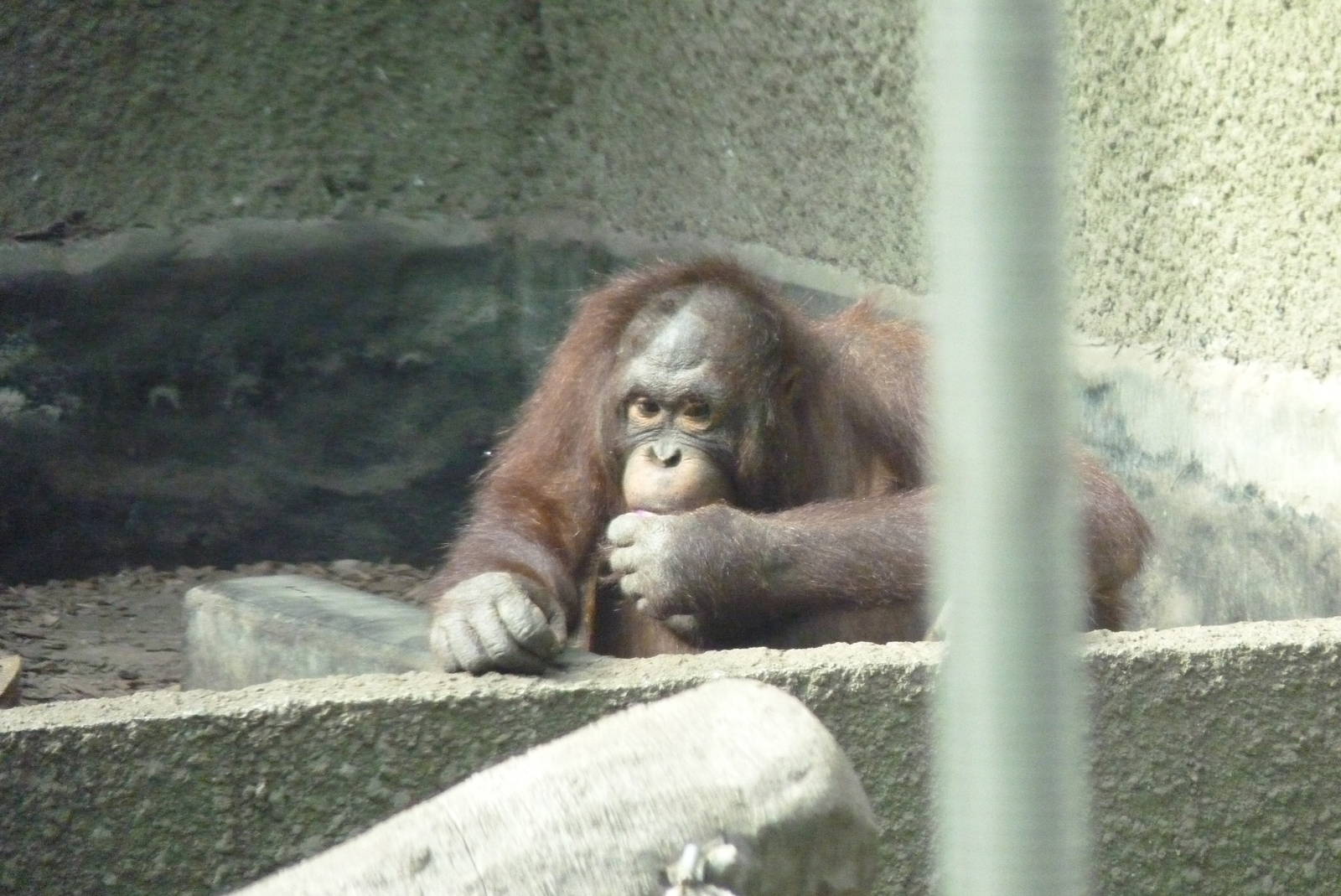 Bornean Orangutan, September 2016