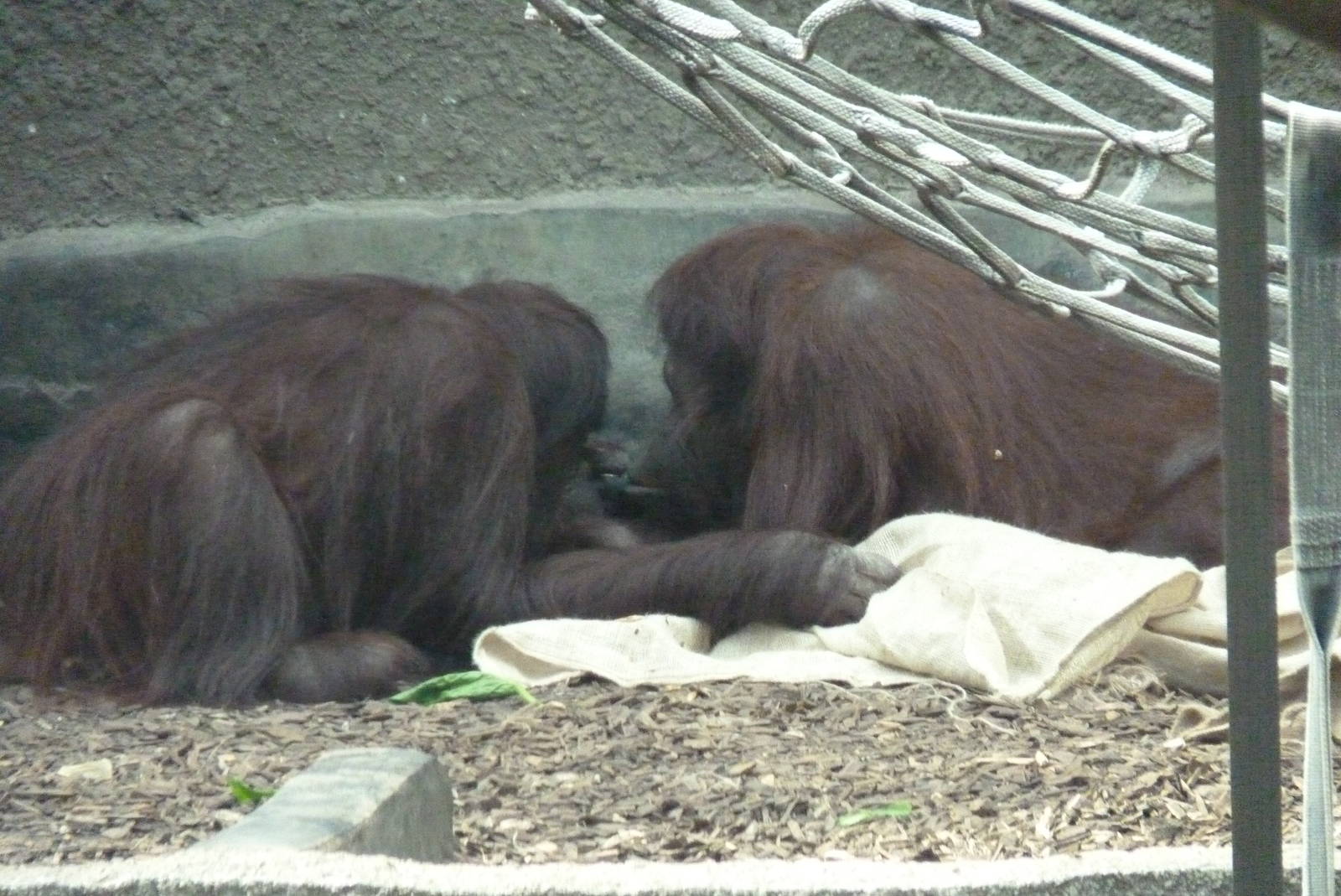 Bornean Orangutan, September 2016