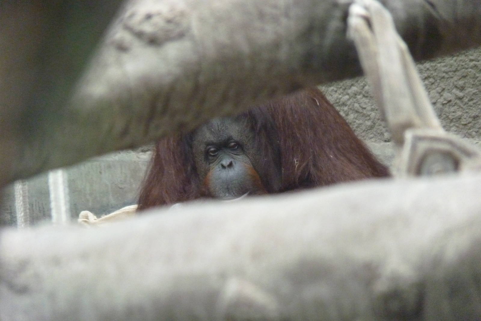 Bornean Orangutan, September 2016