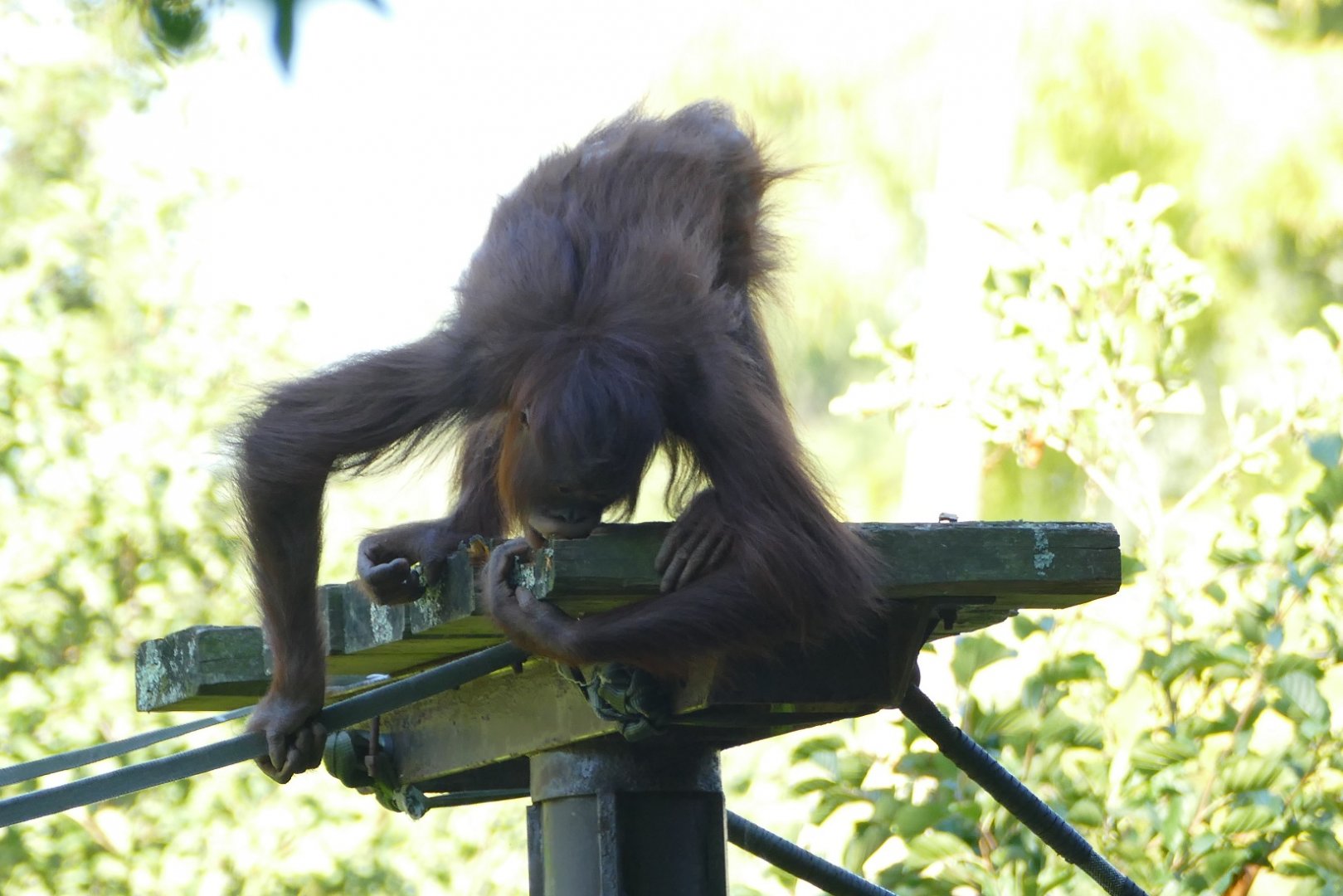 Bornean orangutan, September 2018