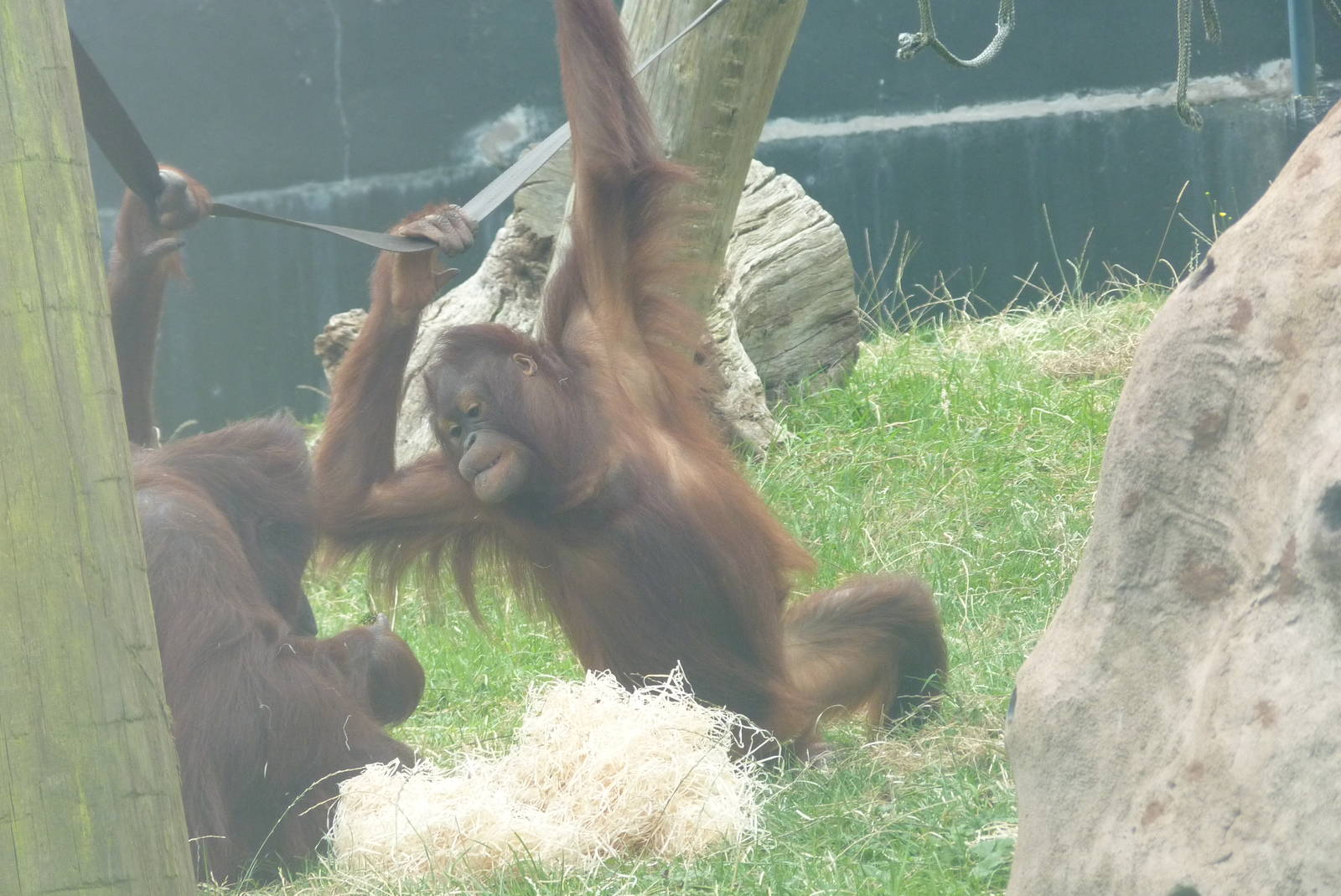 Bornean Orangutan, September2016