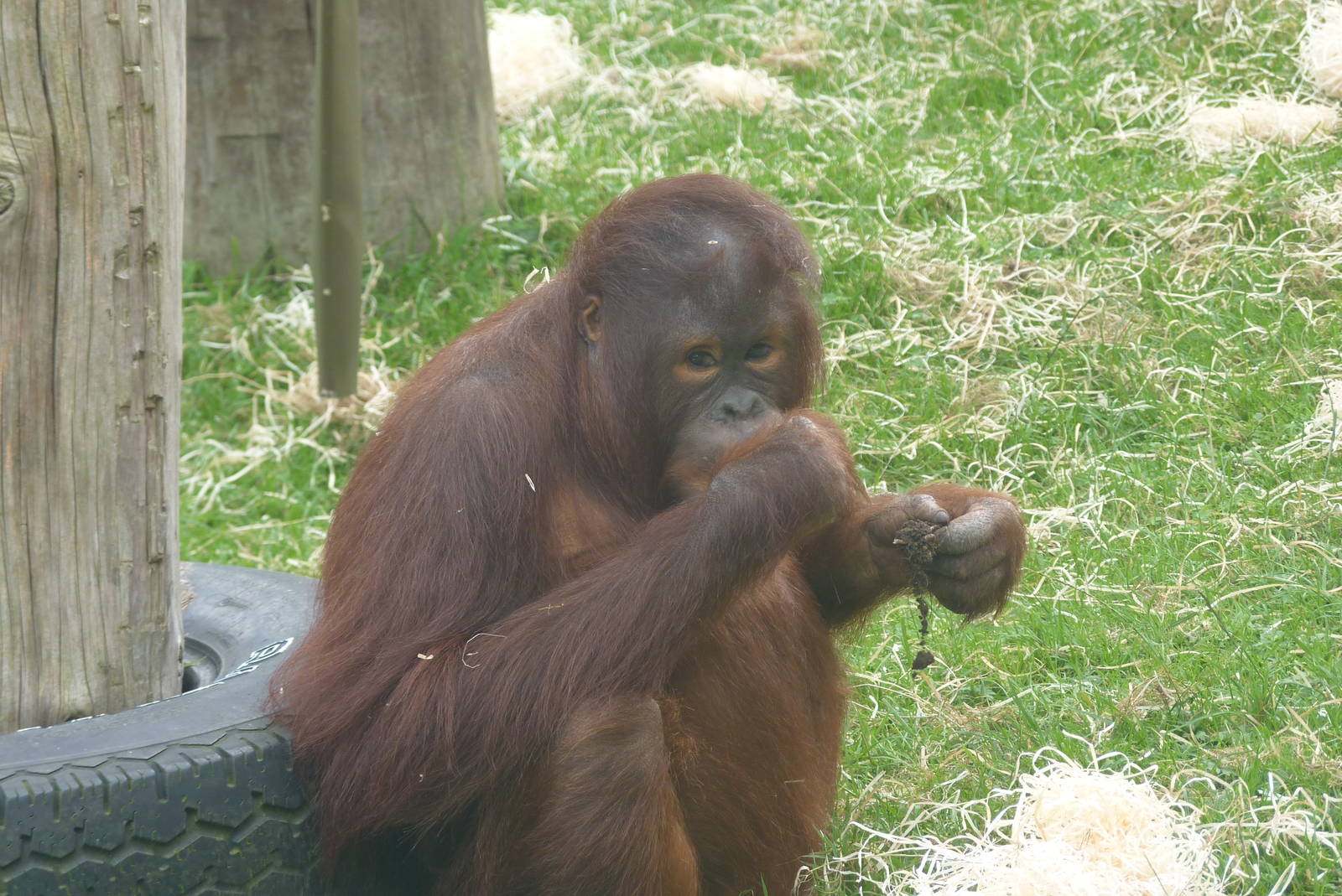 Bornean Orangutan, September2016
