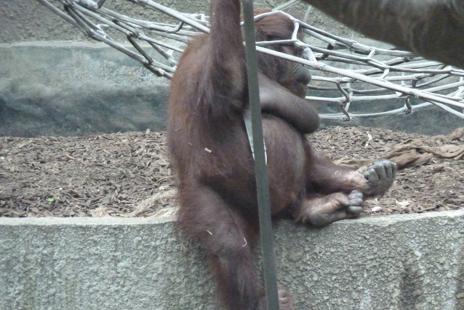 Bornean Orangutan, September2016