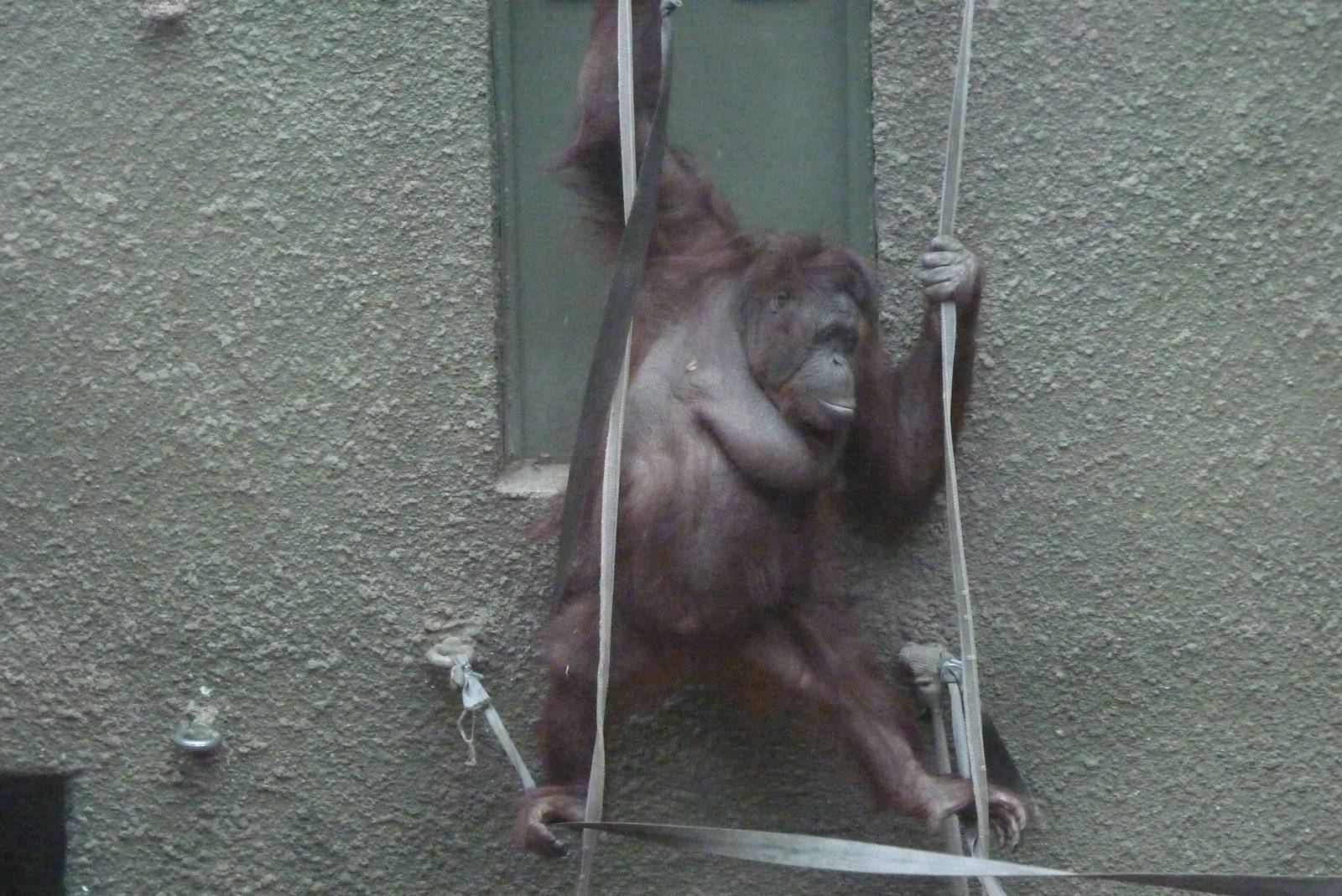 Bornean Orangutan, September2016