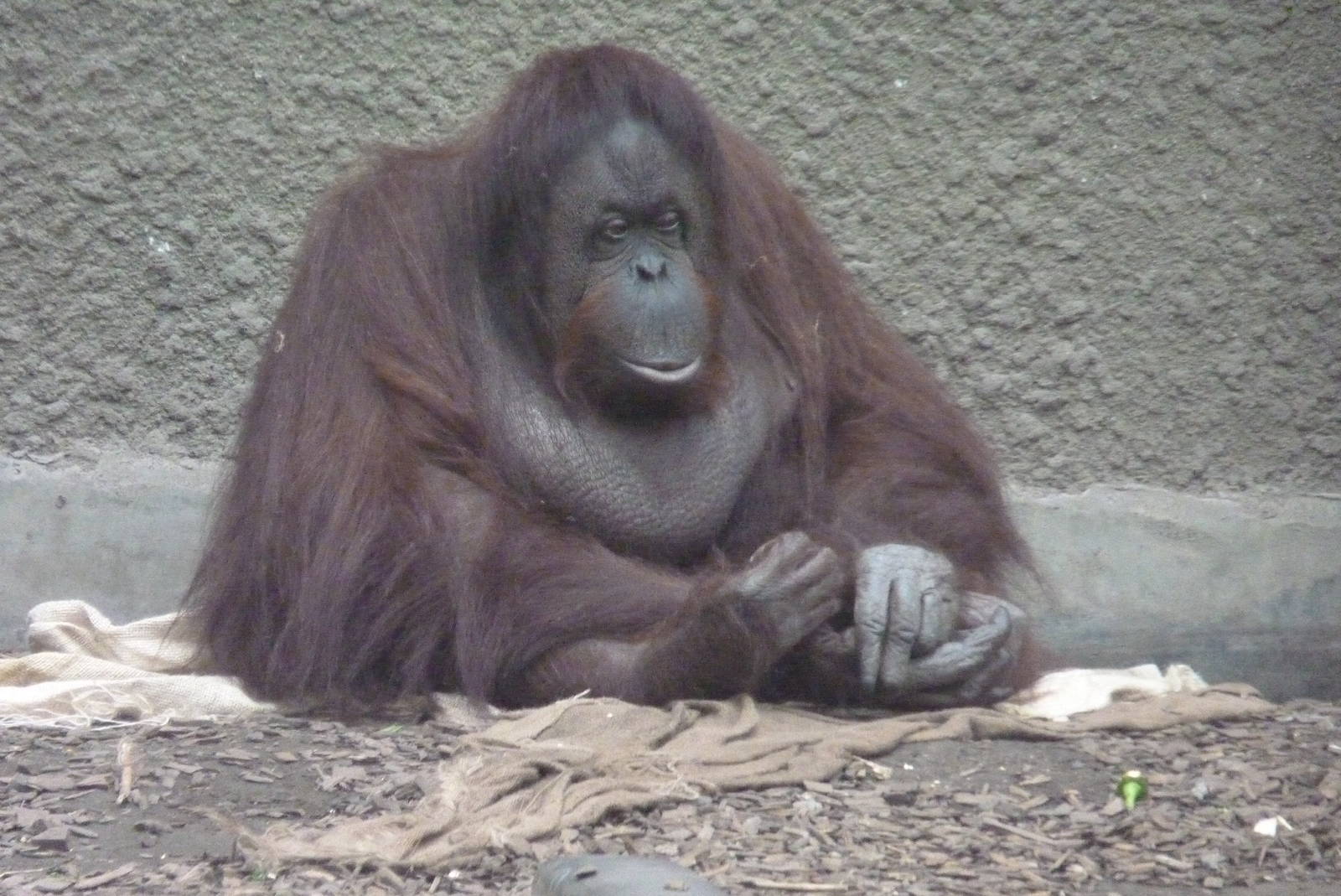 Bornean Orangutan, September2016