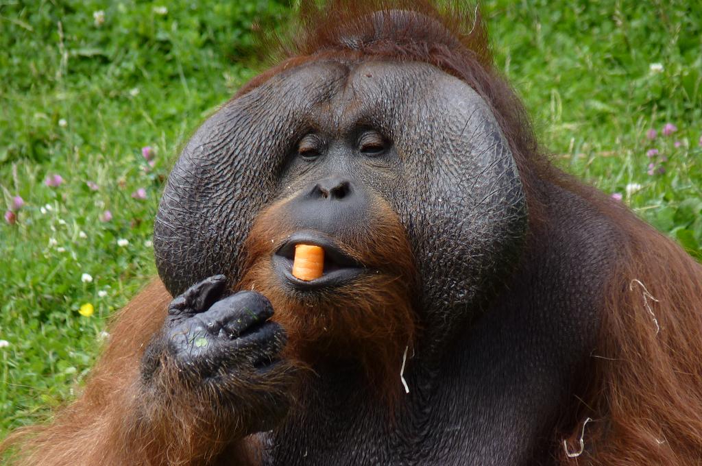 Bornean orangutan, Sibu, June 2012