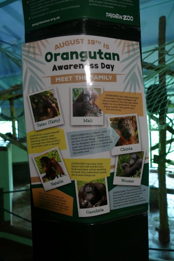 Bornean Orangutan sign, August 2018