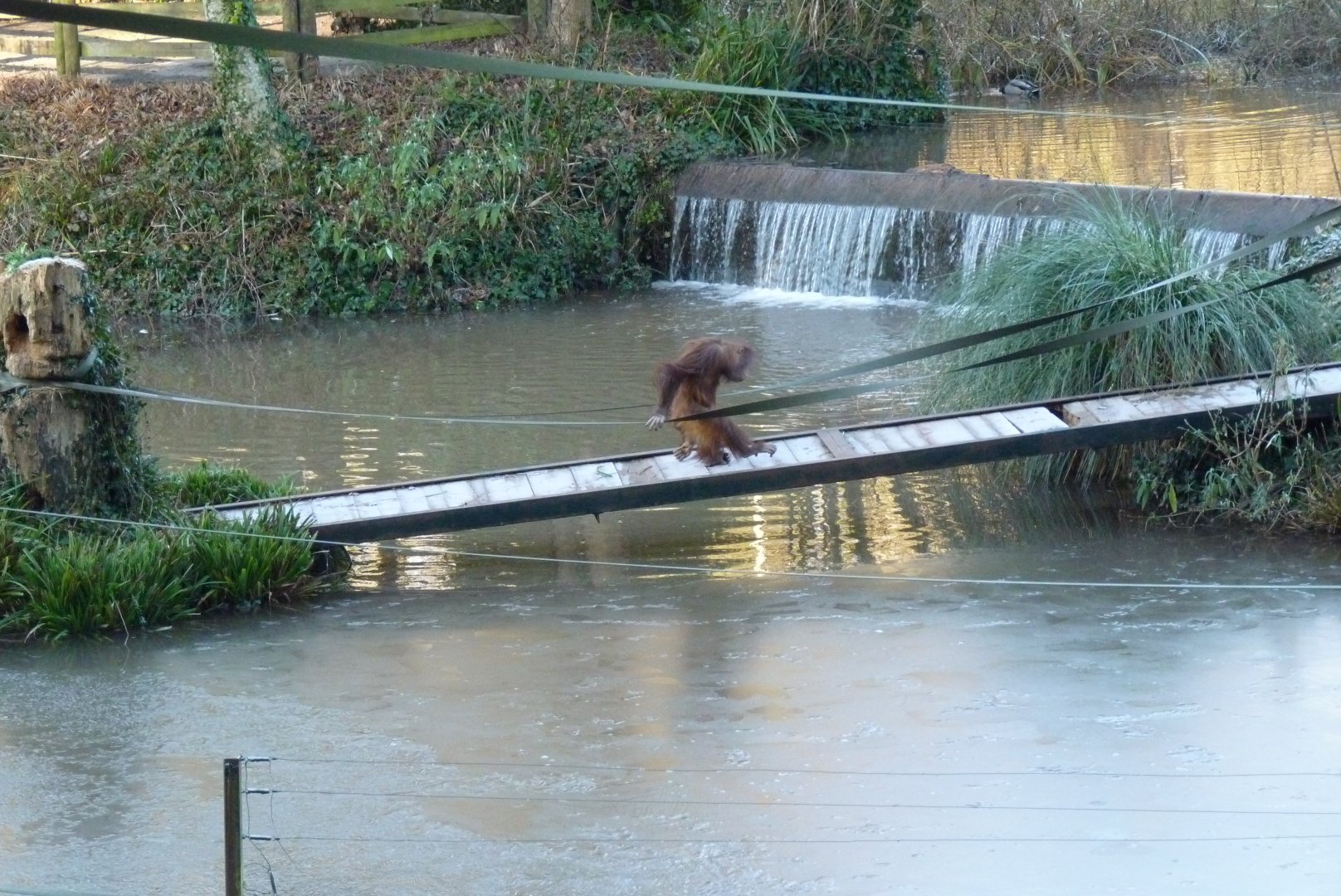 Bornean Orangutan, Tatau. January 2017