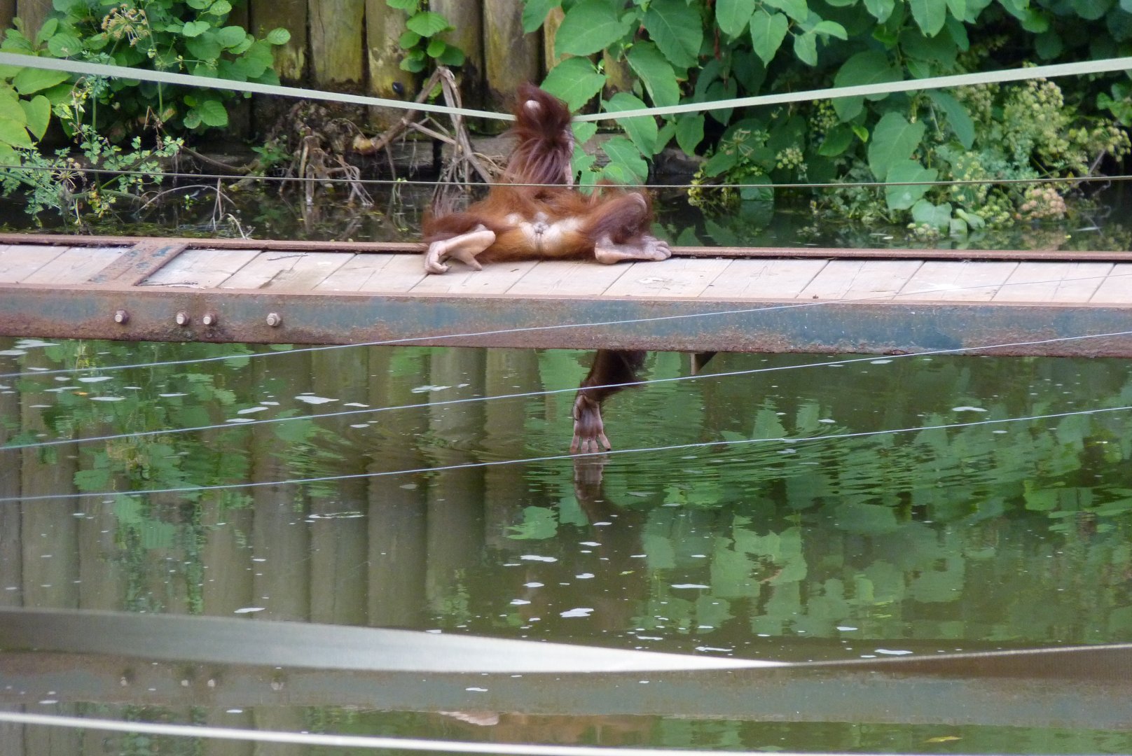 Bornean orangutan, Tatty. July 2017
