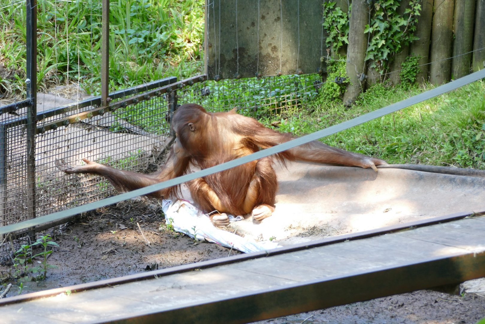 Bornean orangutan, Tatty. July 2019