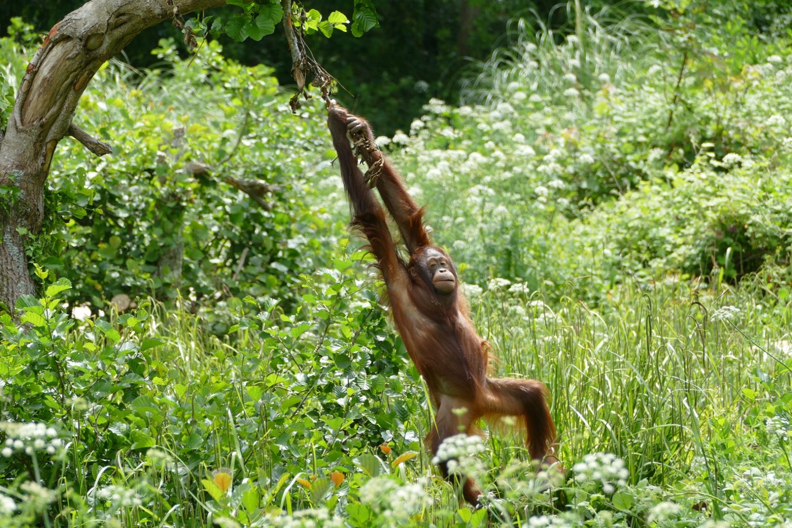 Bornean orangutan, Tatty, June 2019