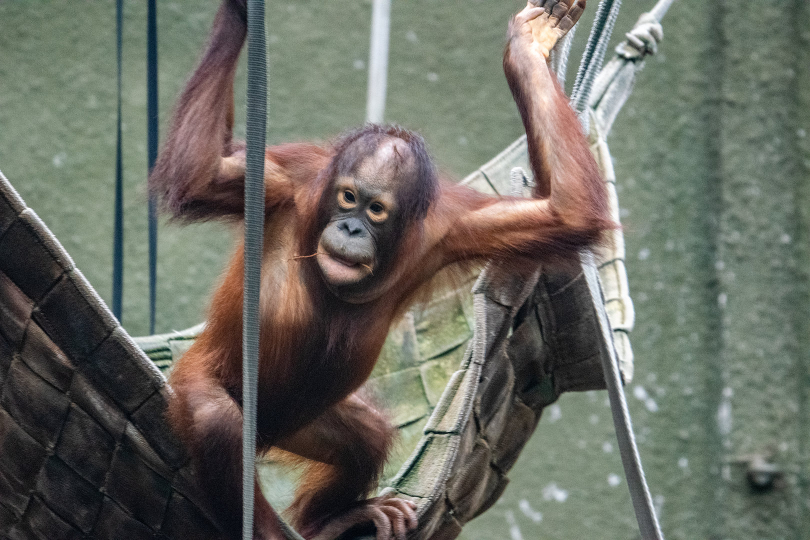 Bornean Orangutan - Tombol
