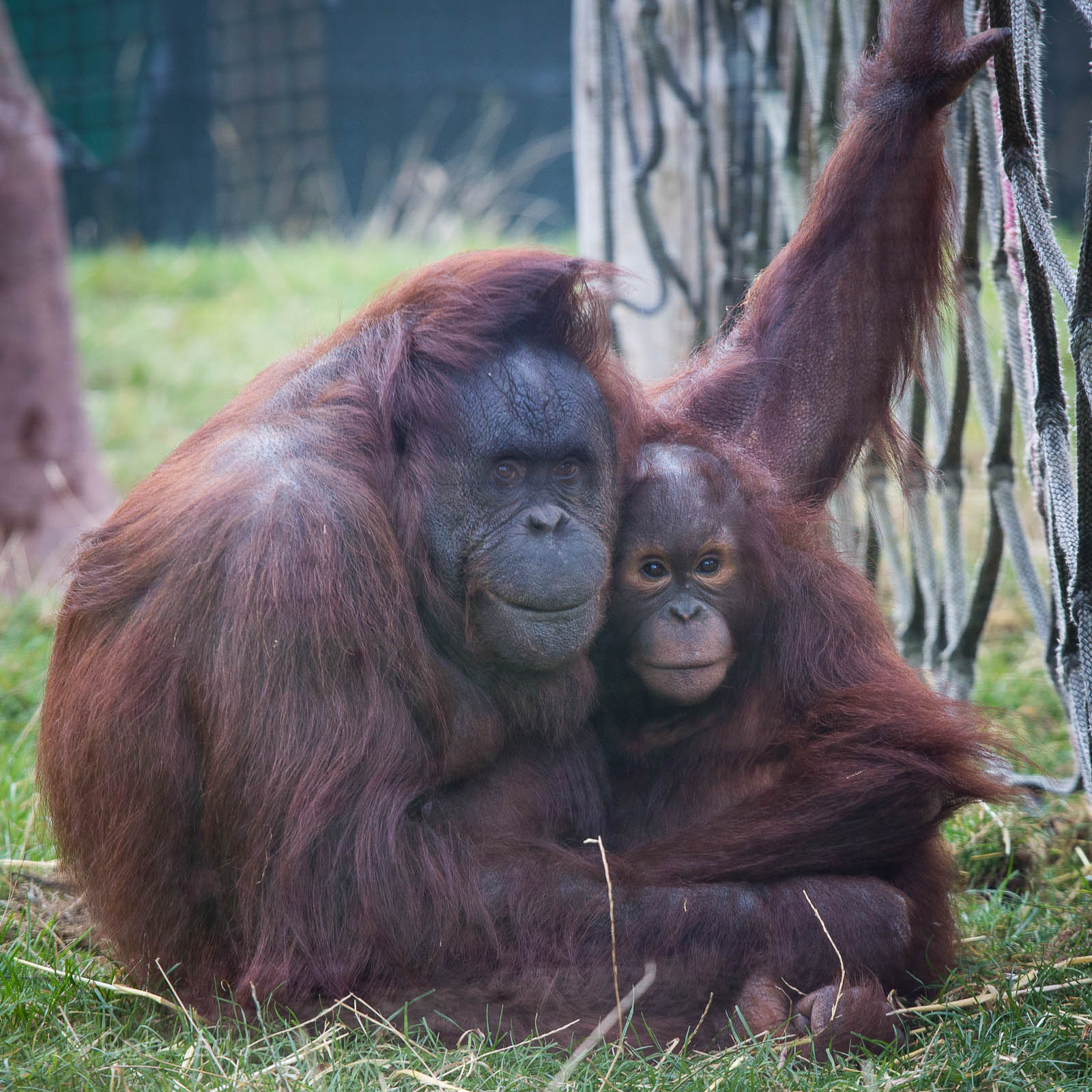 Bornean orangutan : Twycross : 03 Oct 2014
