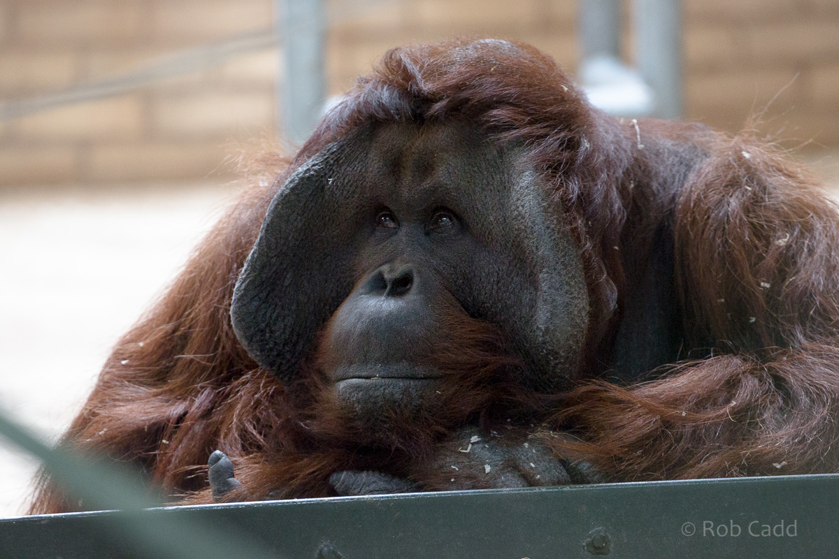 Bornean orangutan : Twycross : 22 Oct 2015