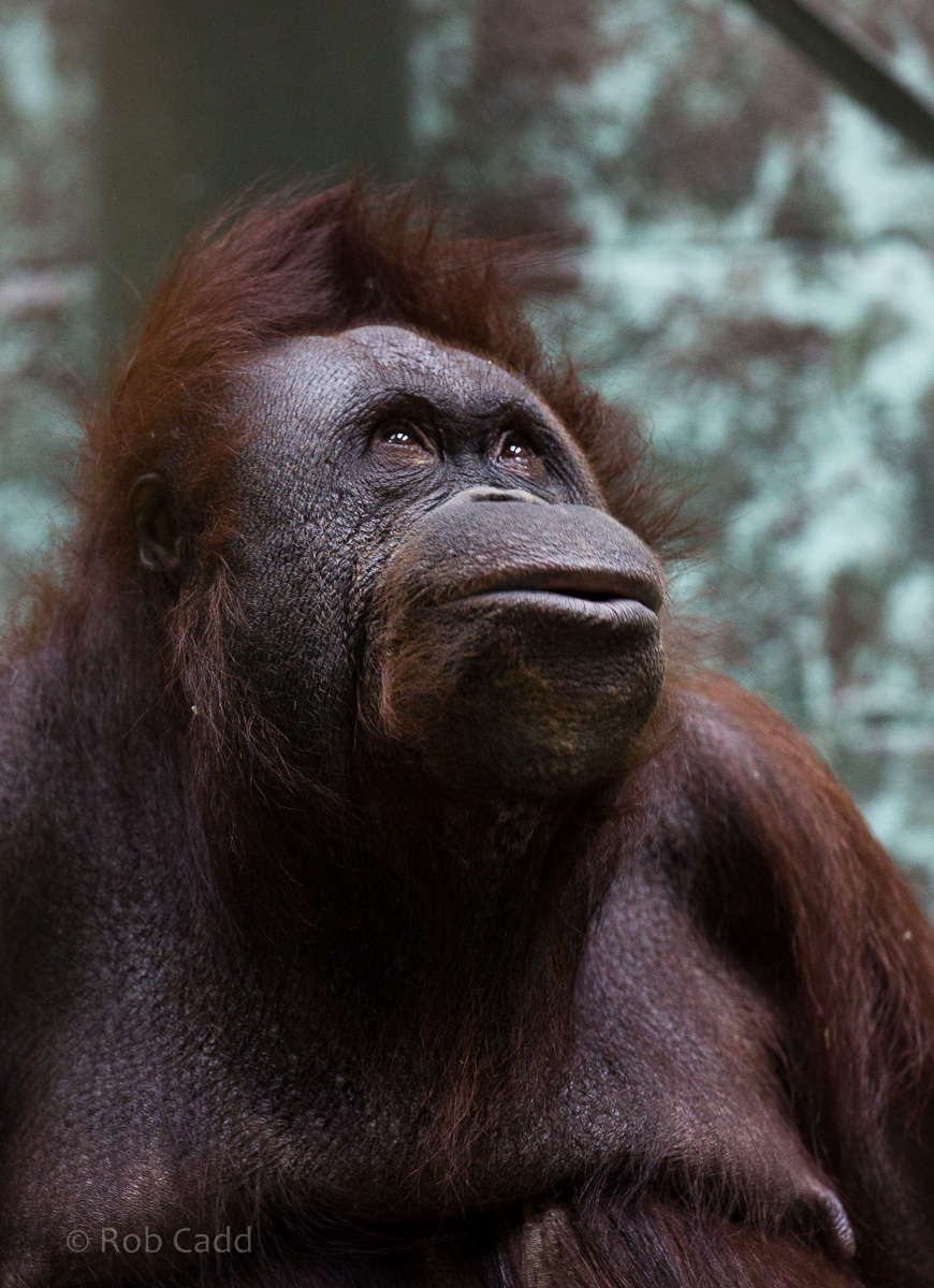 Bornean orangutan : Twycross : 22 Oct 2015