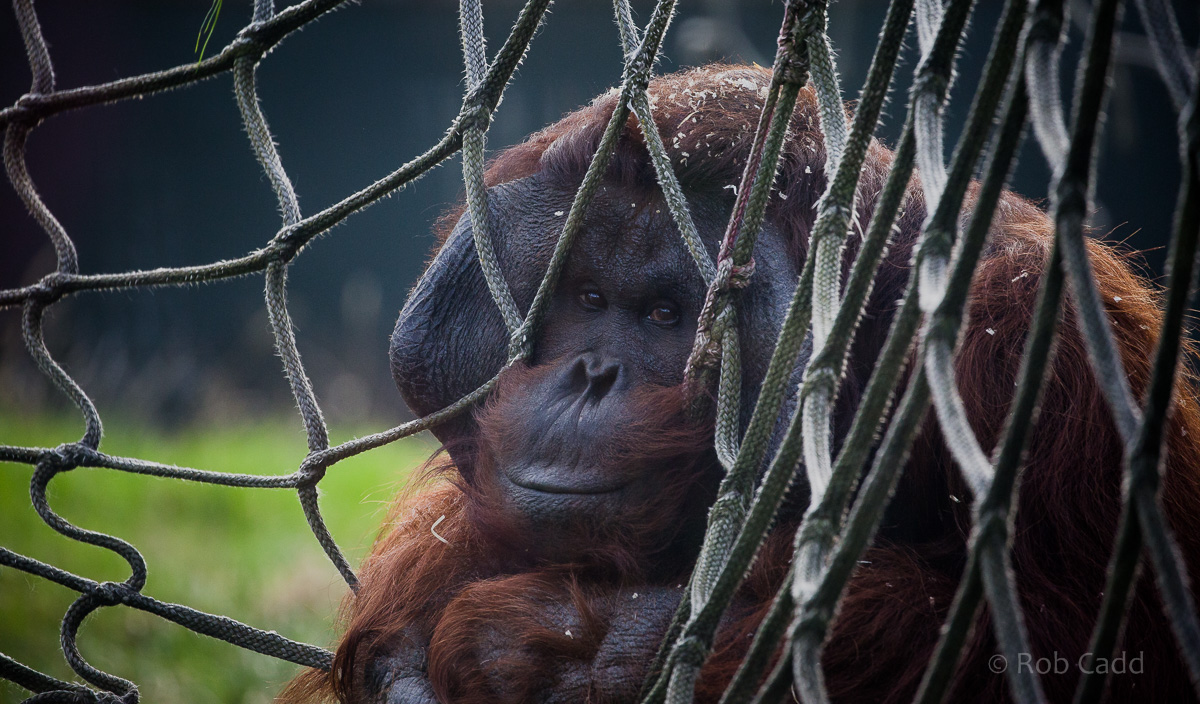 Bornean orangutan : Twycross : 22 Oct 2015
