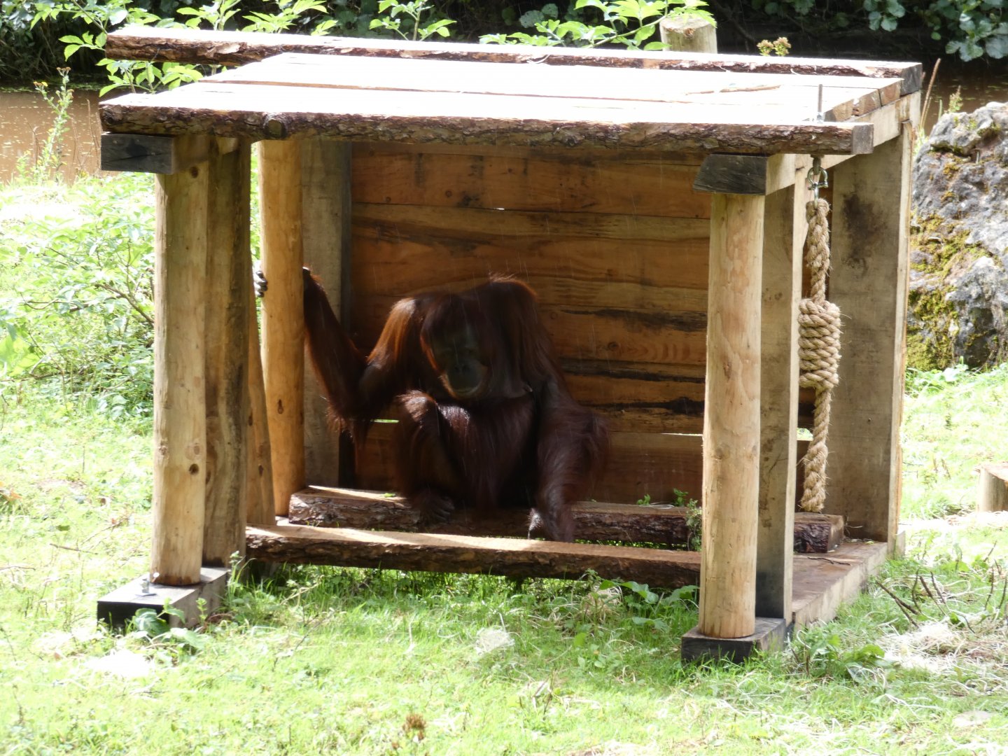 Bornean Orangutan under shelter