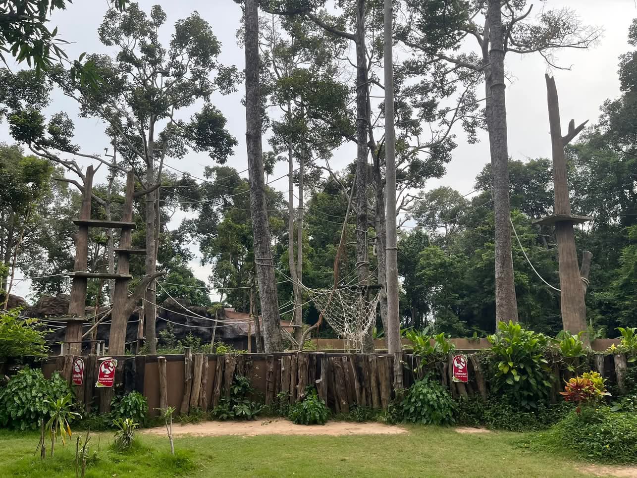 bornean orangutan viewing area ubon ratchathani zoo