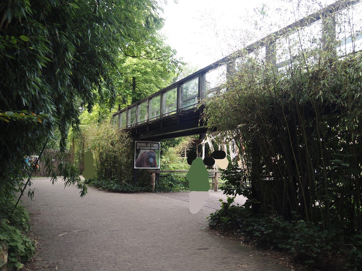 Bornean orangutan viewing areas, 2024-08-18