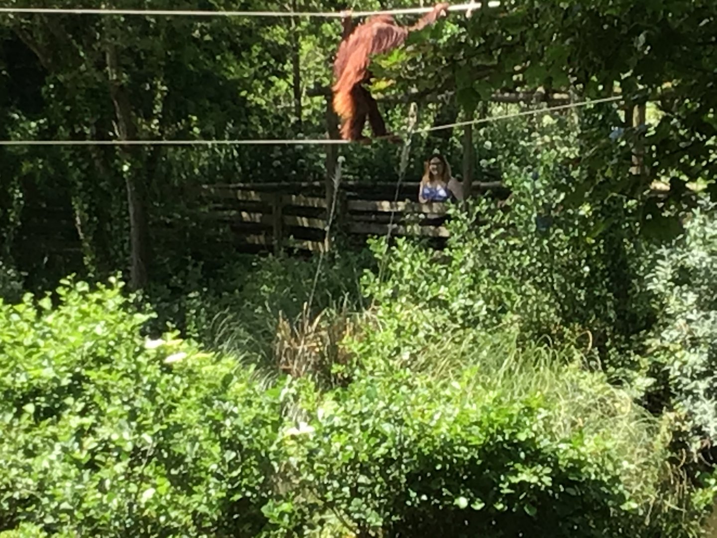 Bornean Orangutan walking 15th June 2021