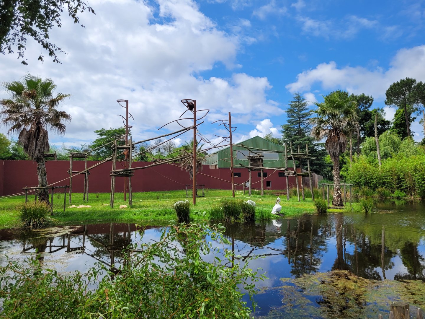 Bornean orangutan, White-handed gibbon and Dalmatian pelican exhibit -Zoo du bassin d'Arcachon (2024)