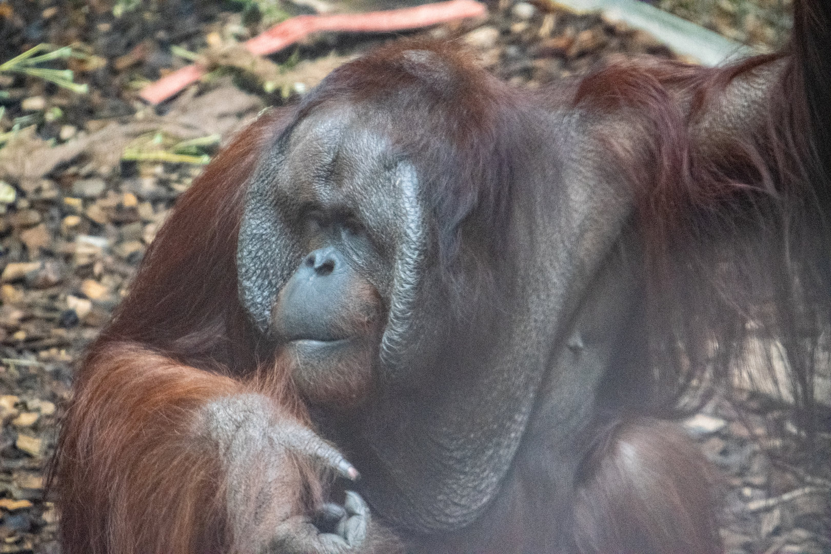 Bornean Orangutan - Willie