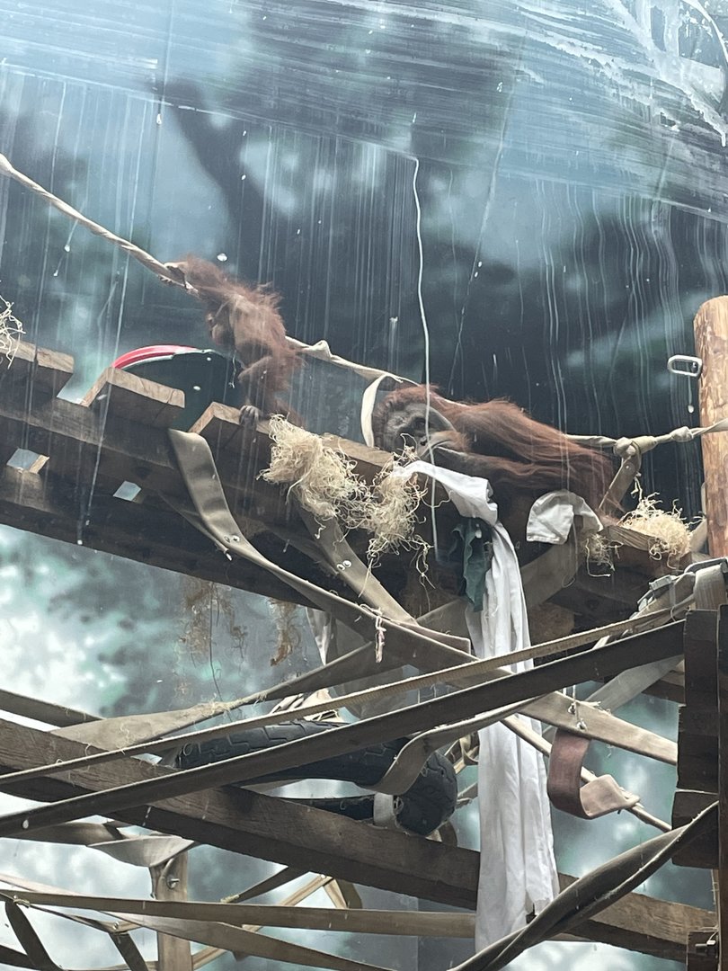 Bornean Orangutan with Baby (3/12/23)