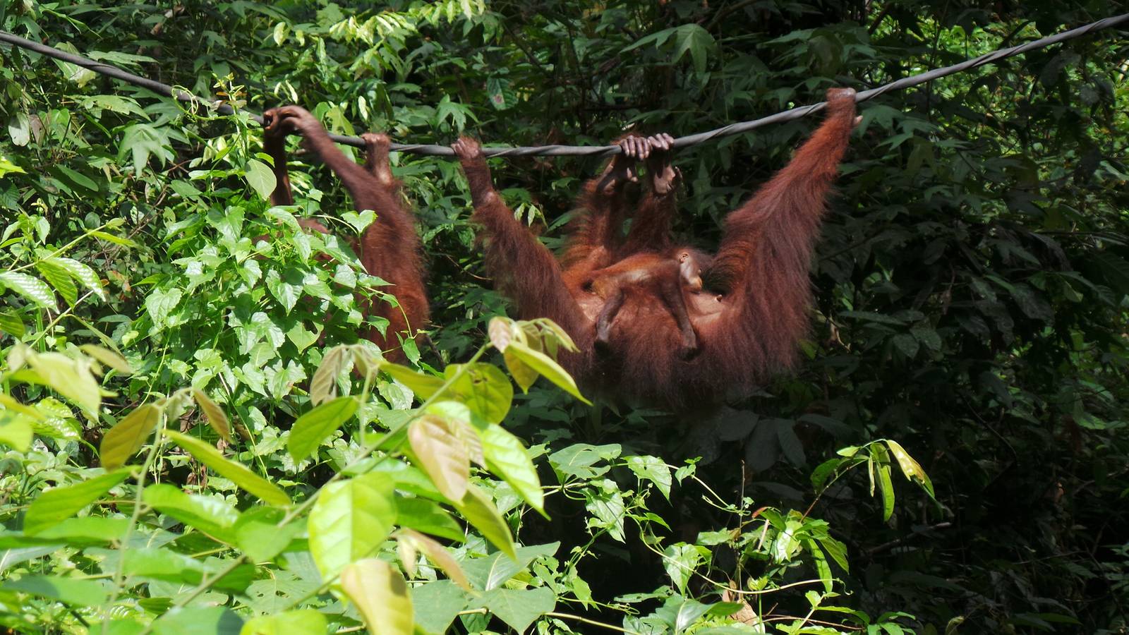 Bornean orangutan with baby